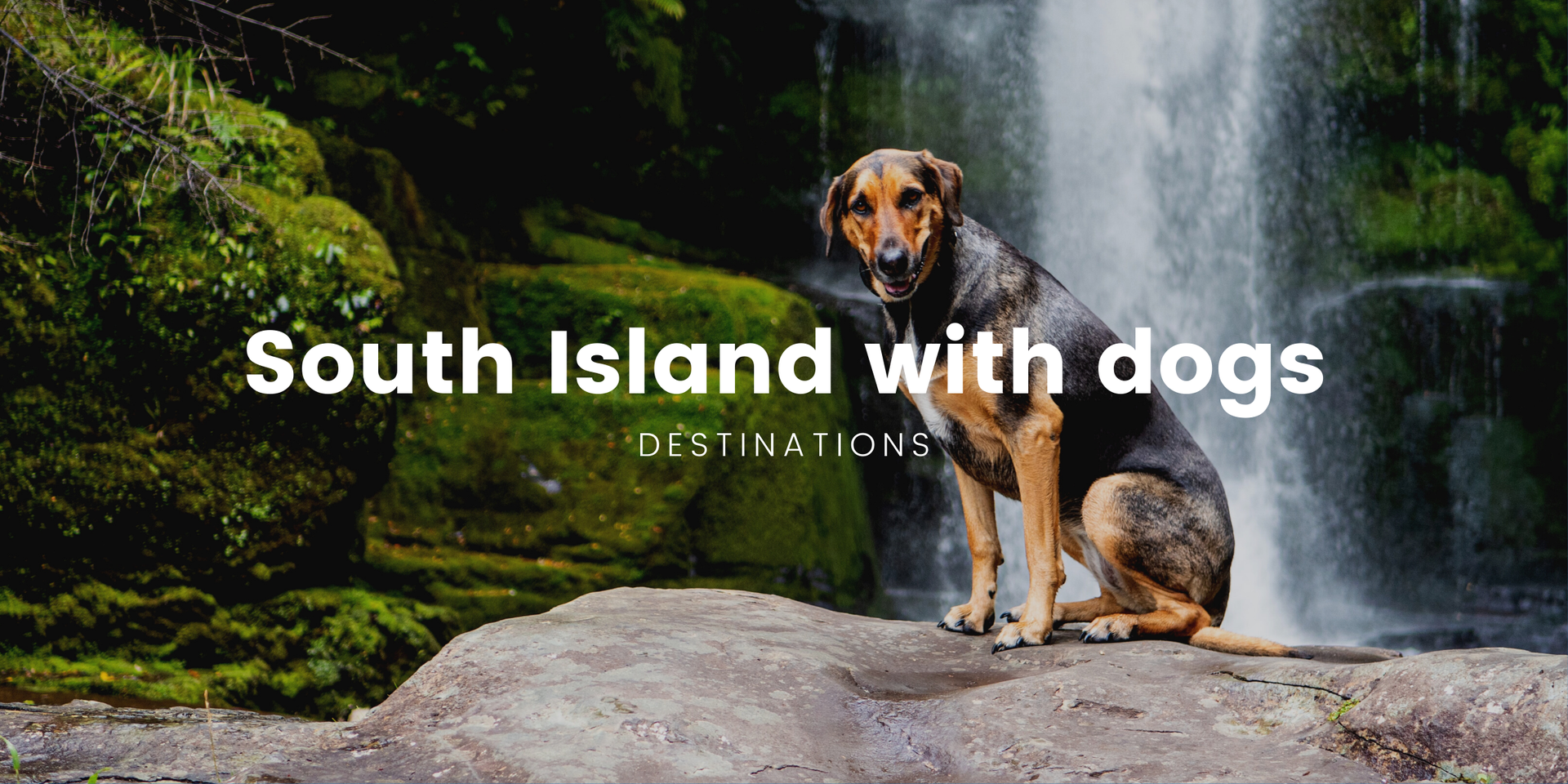Dog enjoying a camping trip in a scenic South Island campground. Campervan in the background.