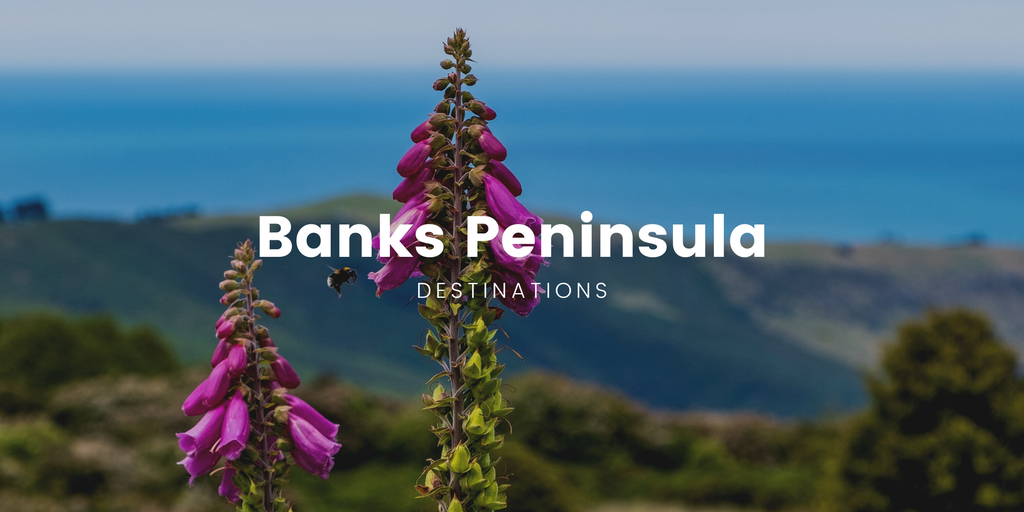 Coastal campsite on Banks Peninsula, with tents pitched overlooking the sea.