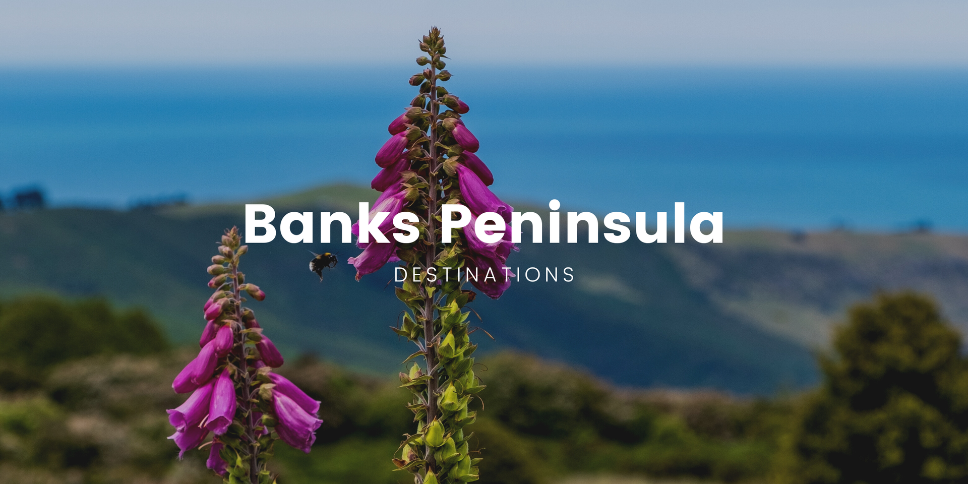 Coastal campsite on Banks Peninsula, with tents pitched overlooking the sea.