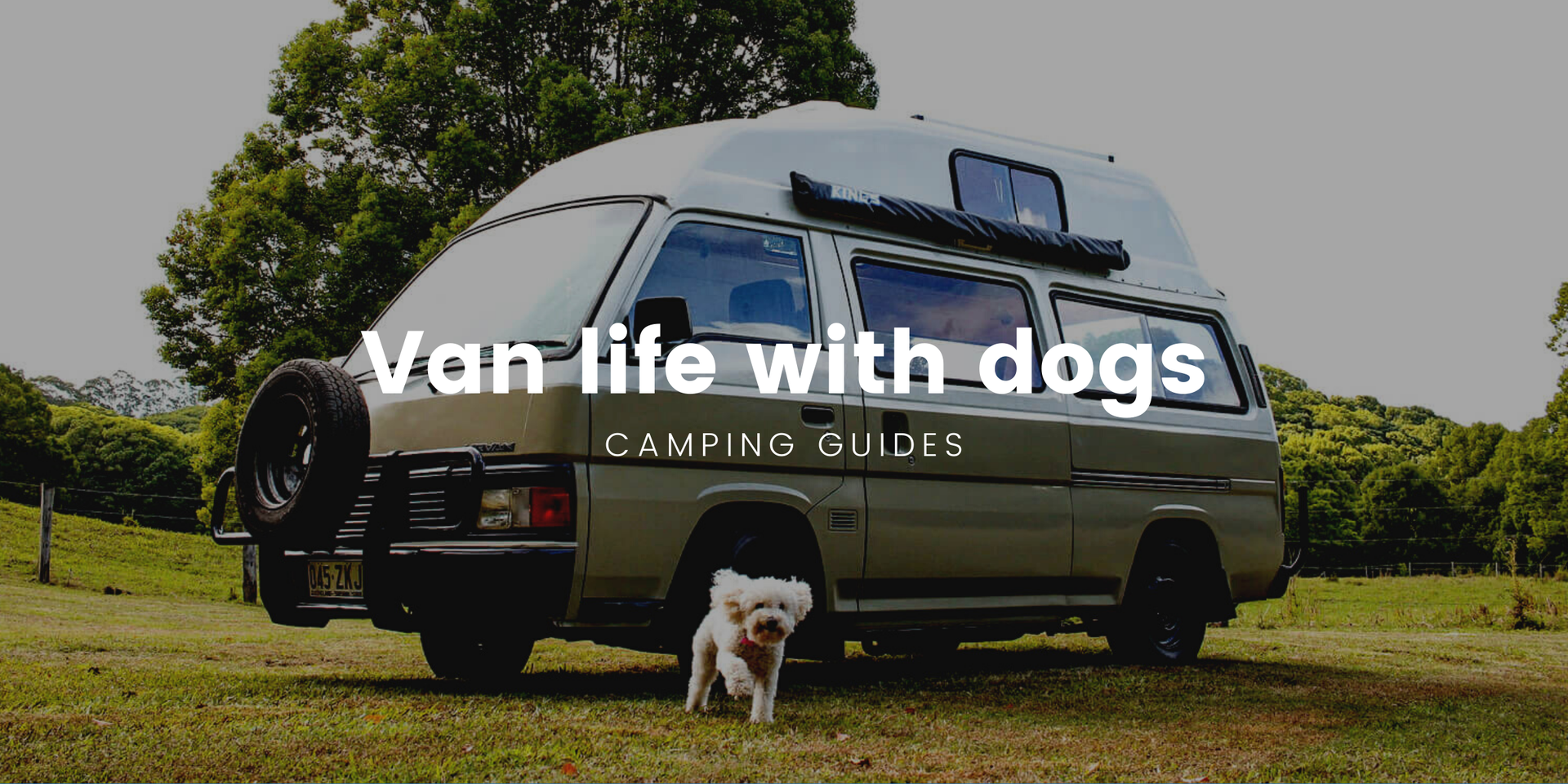 Complete guide to van life with dogs: ultimate pet guide