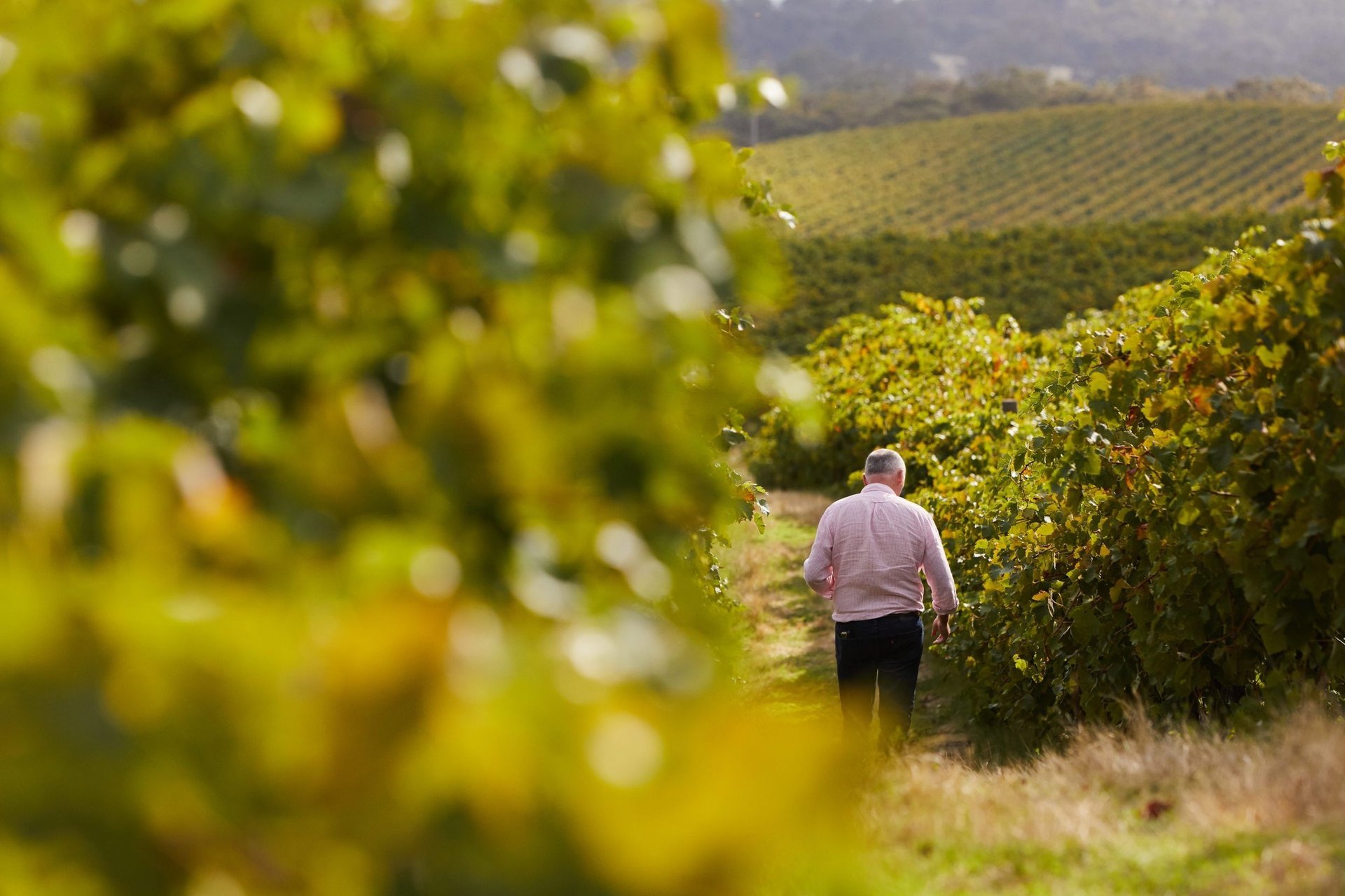 Pyrenees Wine Region