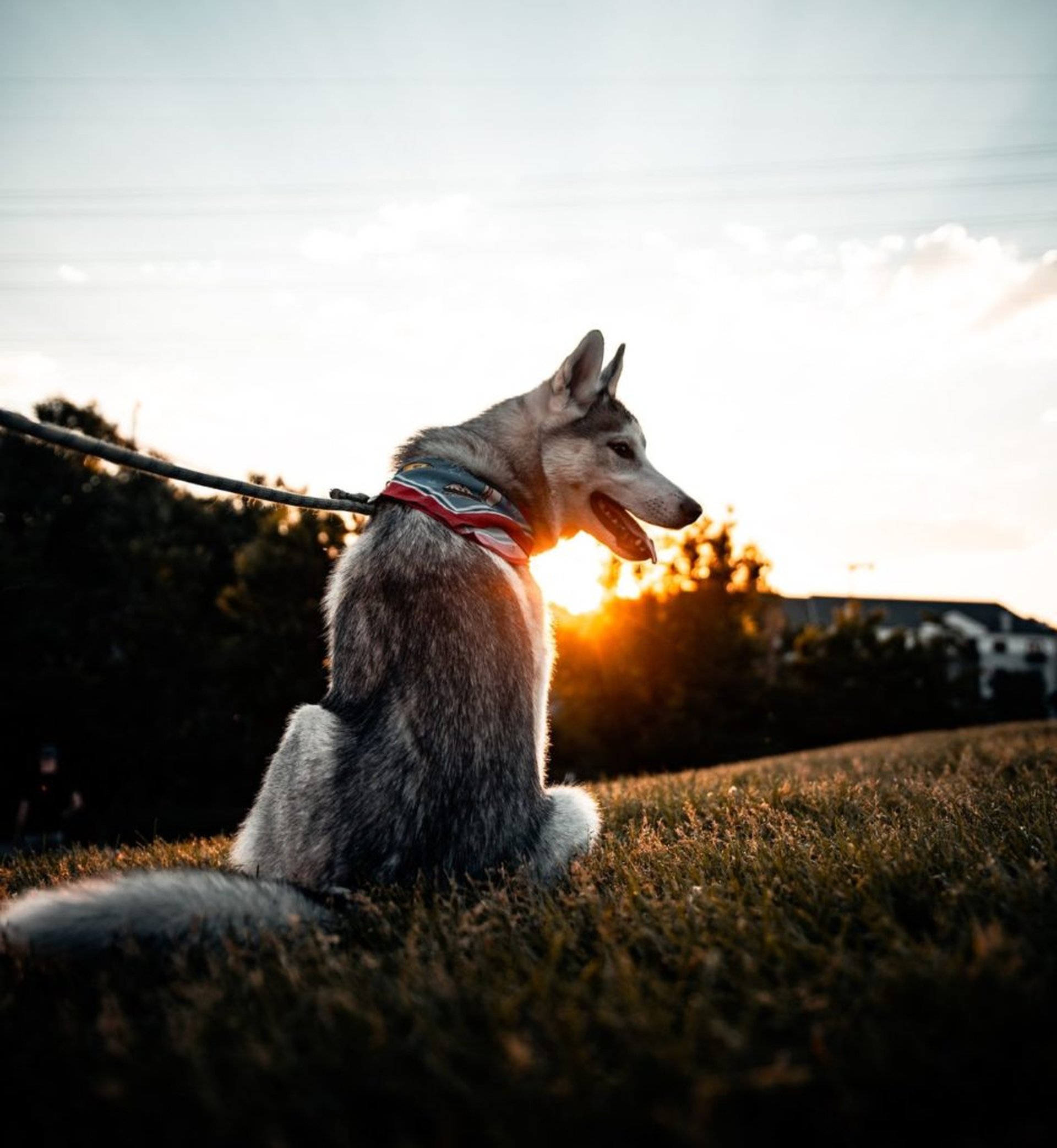 Die aktuellen Einreisebestimmungen für Hunde in EU-Ländern