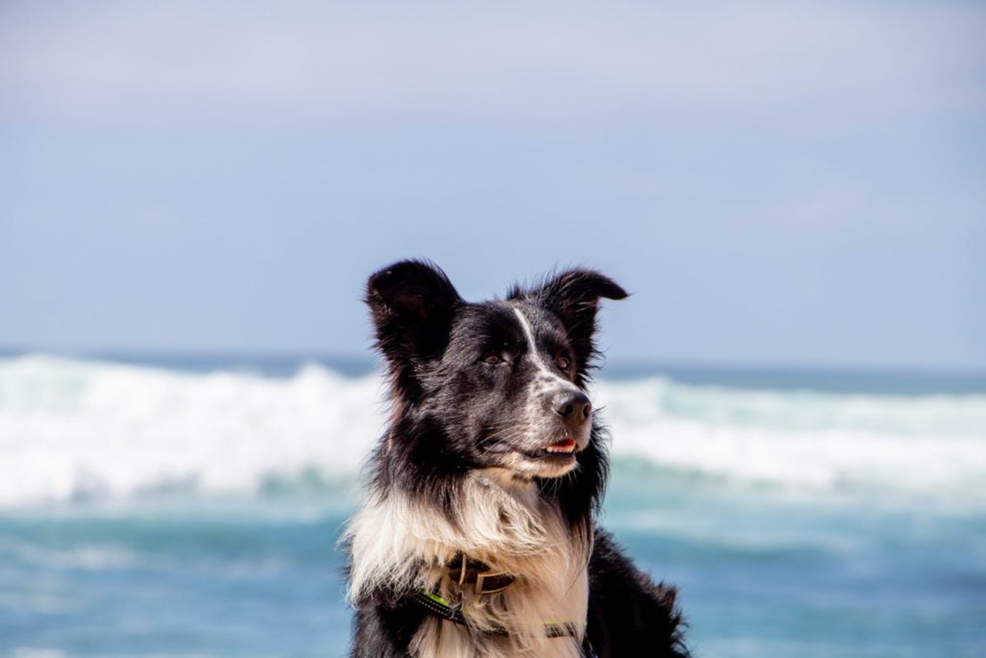 Urlaub mit Hund am Meer – das große Abenteuer wartet schon