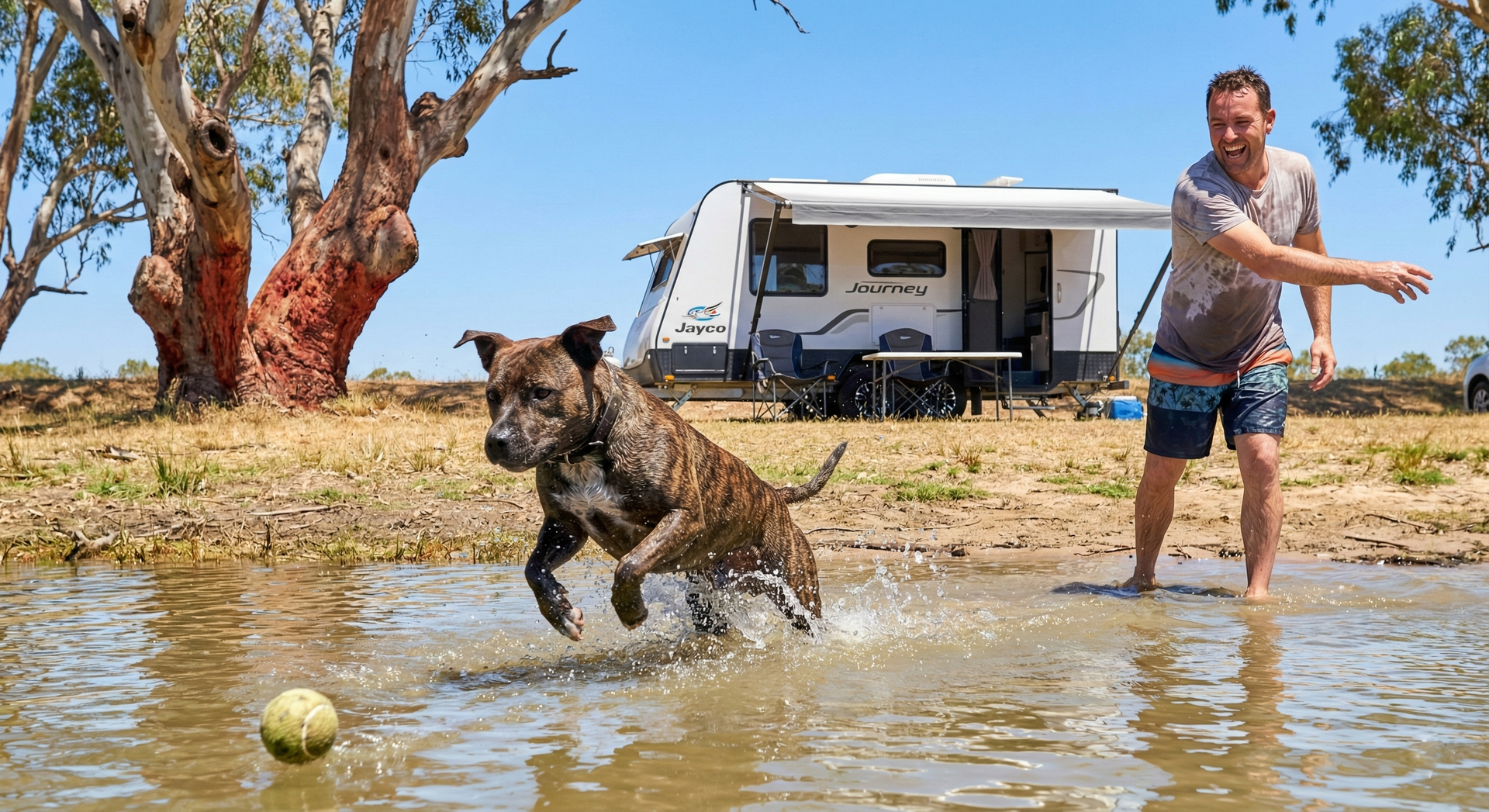A brindle staffy mix splashing into shallow water at a Murray River campsite in South Australia. Water droplets frozen mid-air. The dog's owner (a man in boardshorts) is mid-throw with a ball, laughing. A caravan is set up in the background on a grassy riverbank. Bright summer day, harsh light. Red river gums along the bank. The moment captures pure play — dog completely focused on the water. Candid action shot. Authentic style.