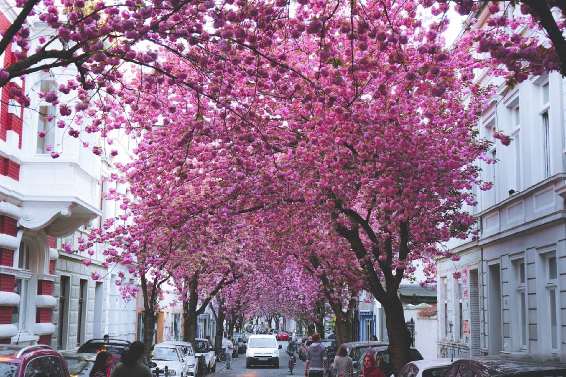 Rundreise zur Kirschblüte 2025 in Deutschland mit dem Camper