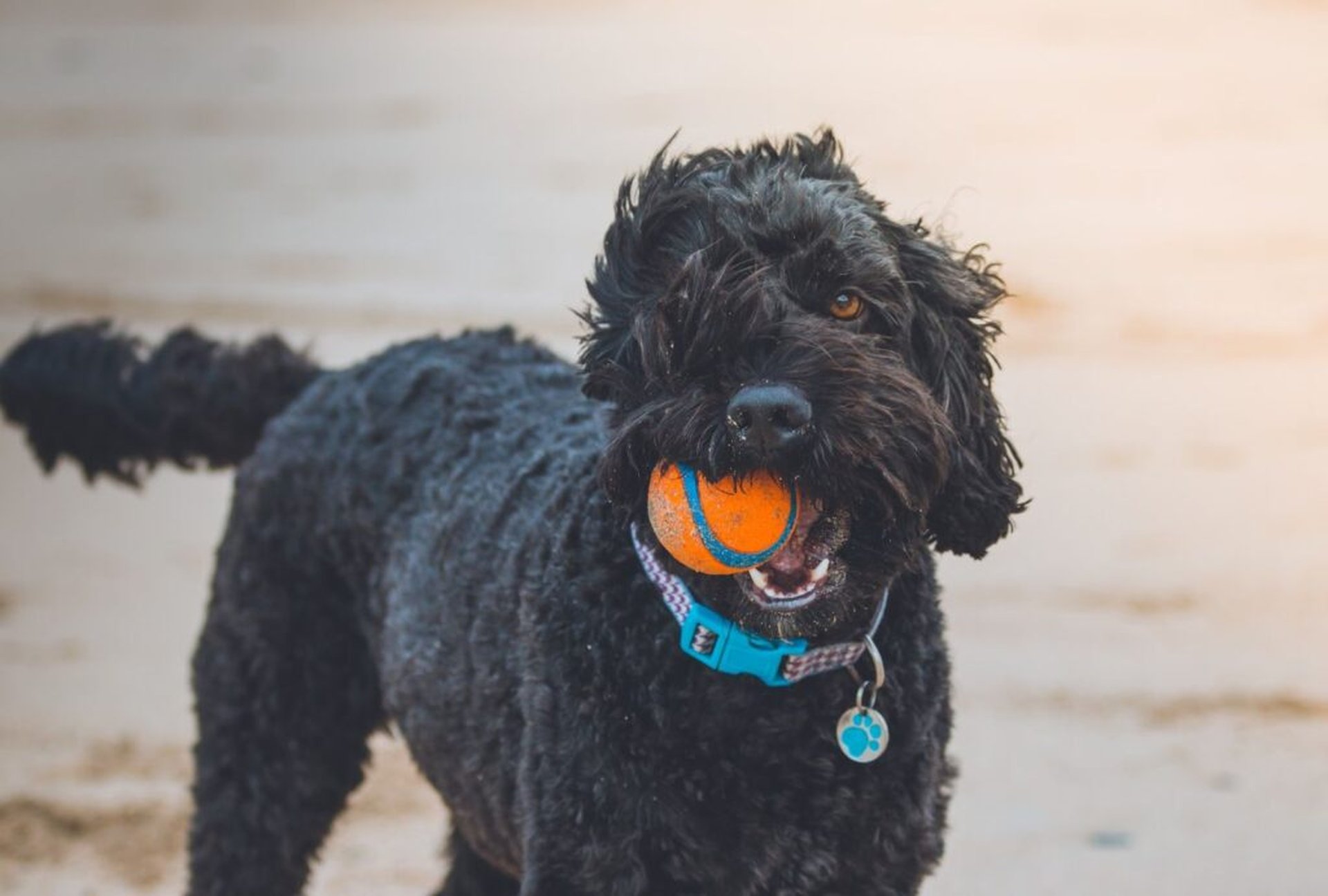 Winterurlaub mit Hund – Reiseziele, Campingplätze und Hundeloipen