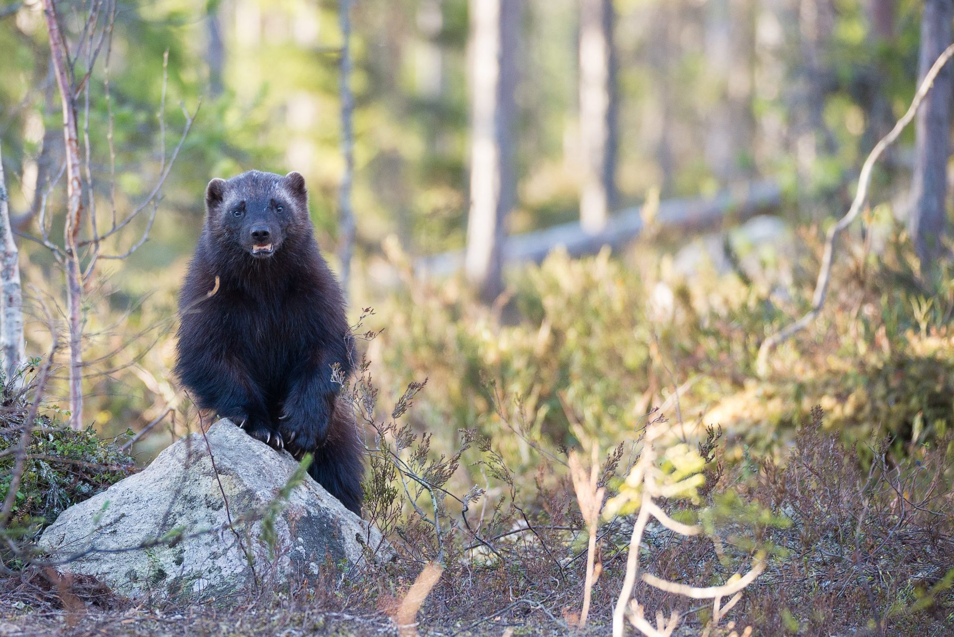 wolverine zweden europa