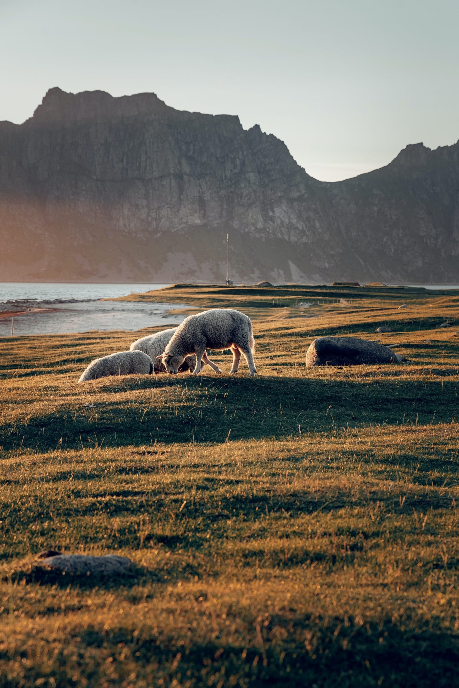 Schafe beim Grasen: Lofoten Rundreise