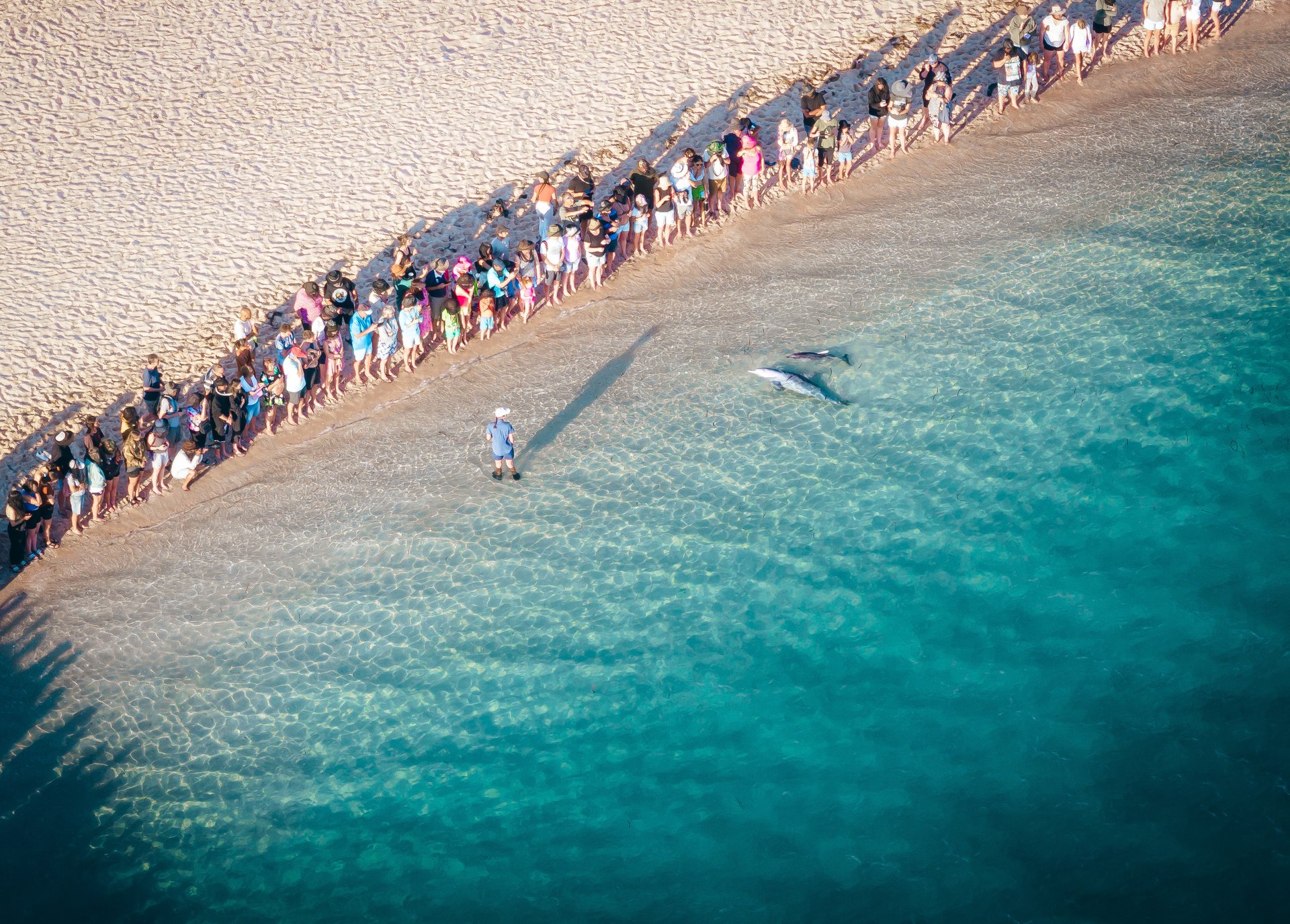 Aerial view of a crowd on a sandy beach watching two dolphins in shallow, clear turquoise water.