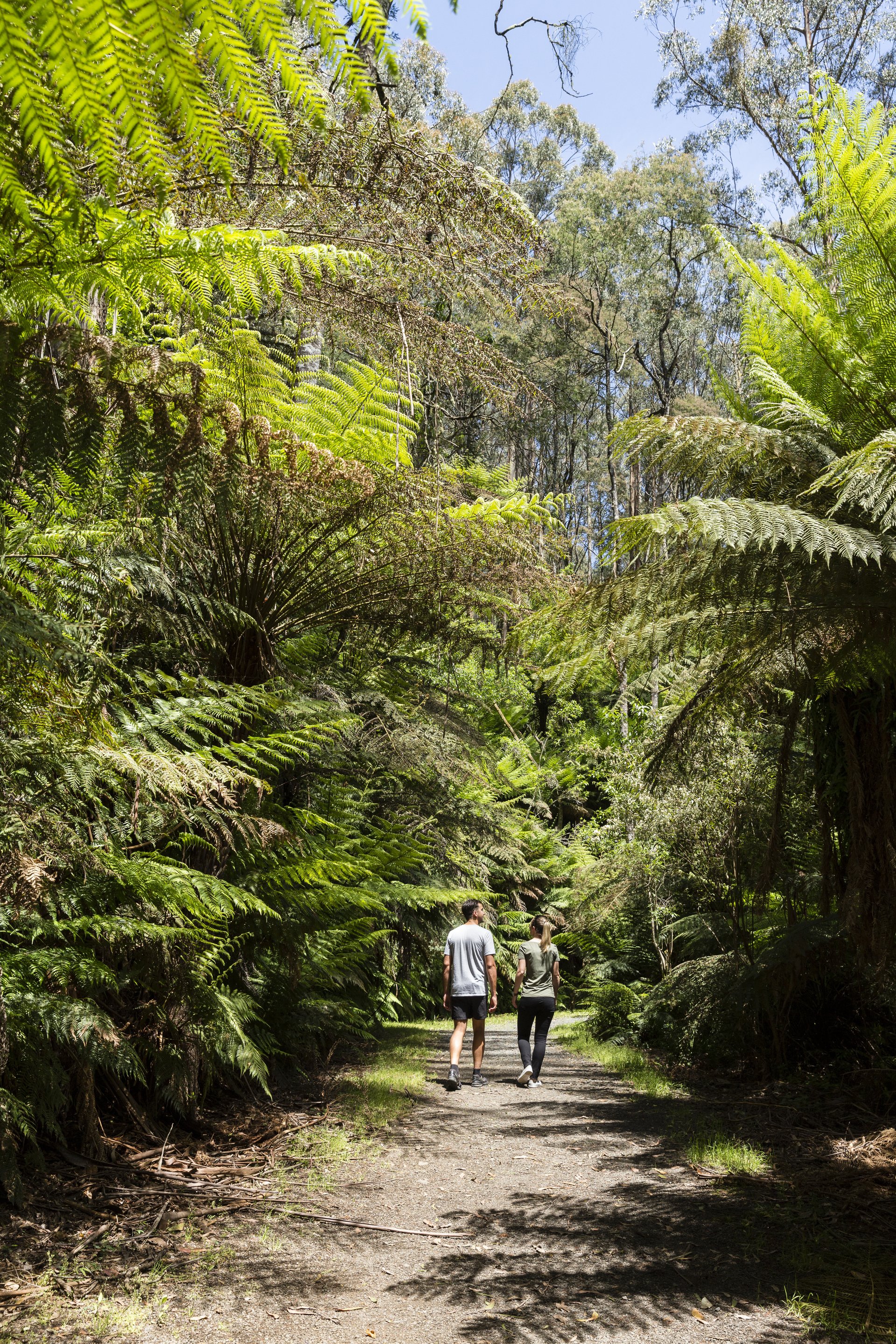 Tarra-Bulga National Park
