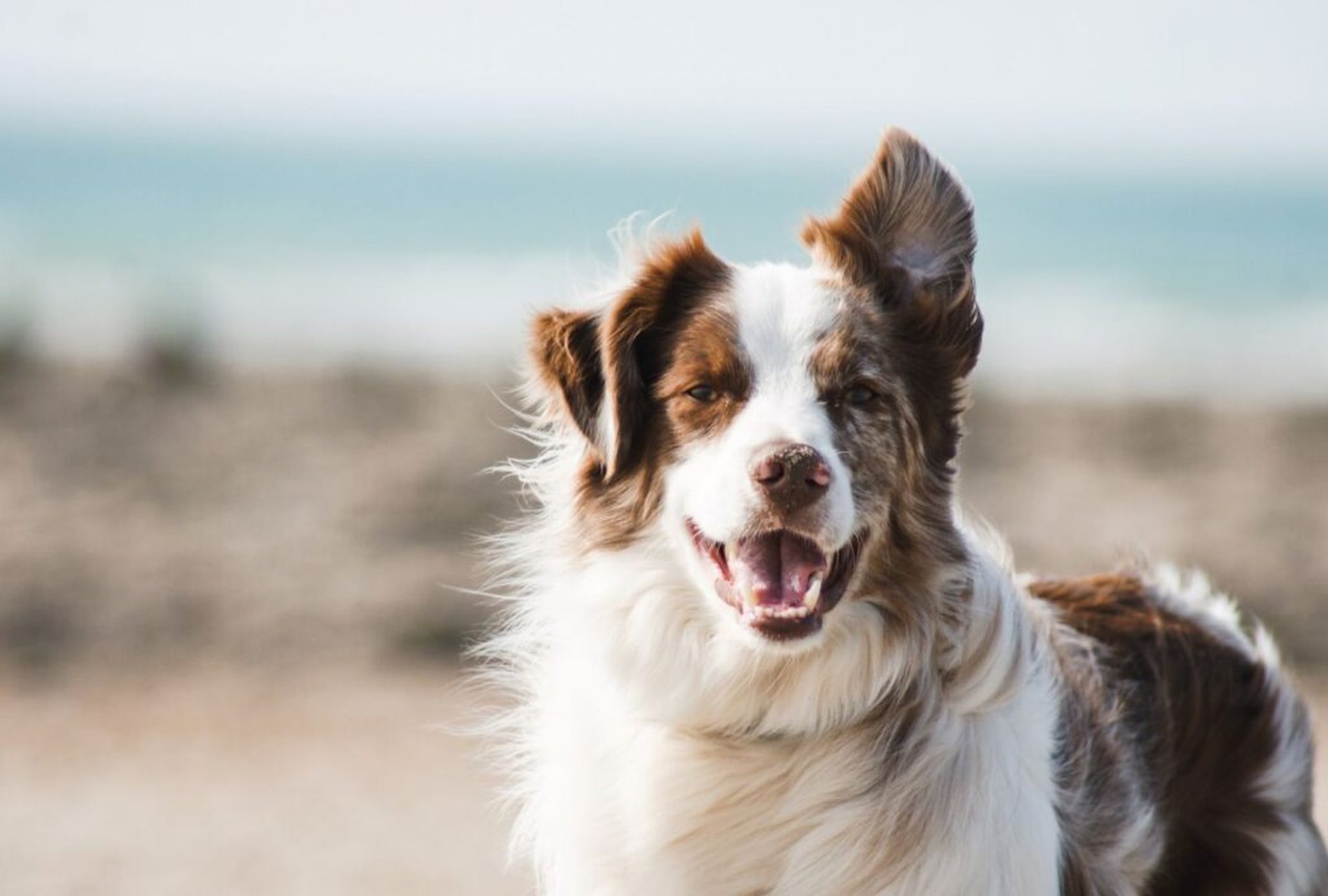 Deine Reisetipps für den Nordsee-Urlaub mit Hund
