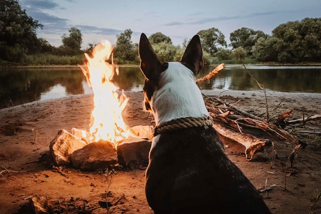 Dog-friendly campground, North Island. Caravan and dog enjoying the outdoors.