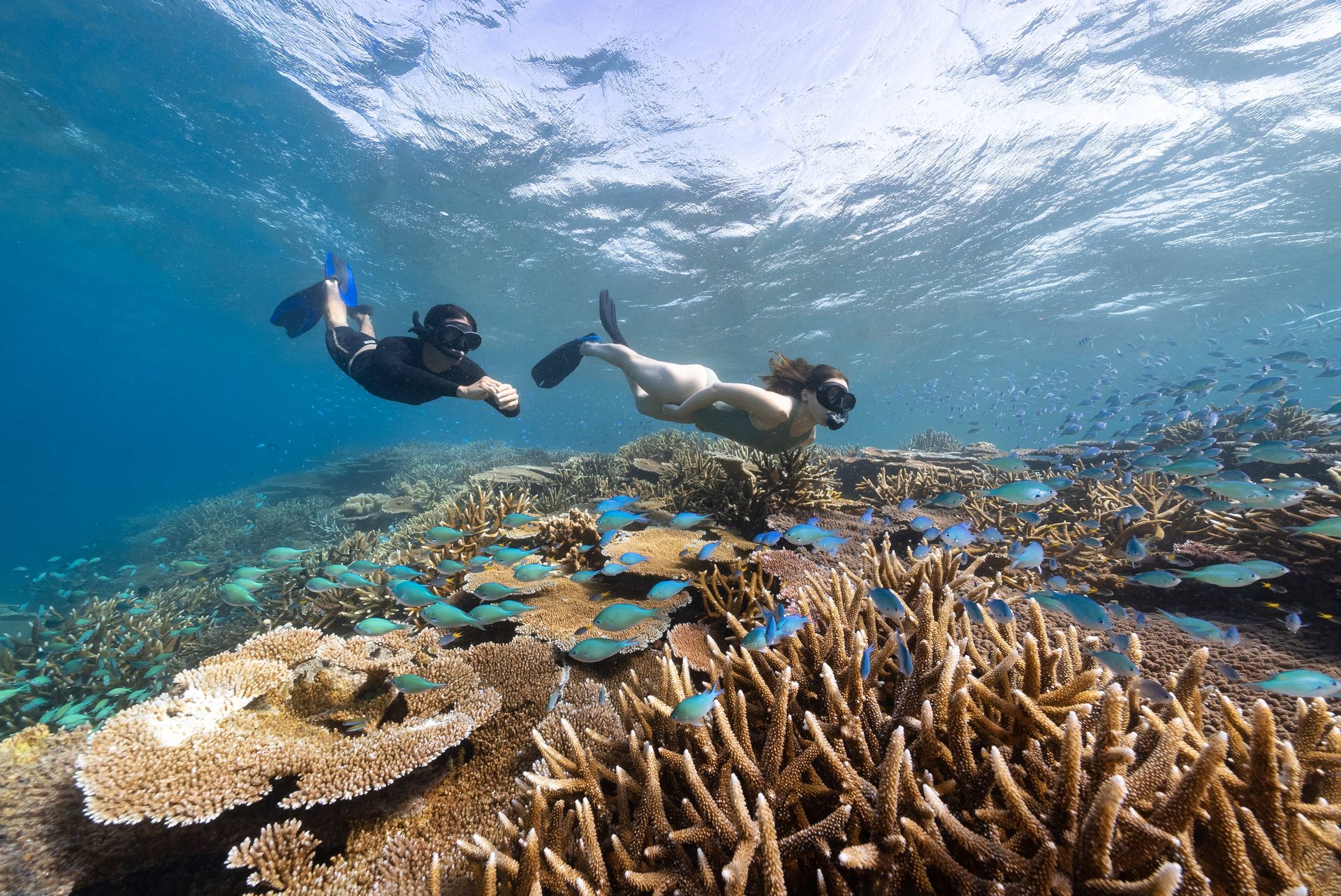 Two snorkelers swim above vibrant coral reefs surrounded by colorful fish in clear blue water.