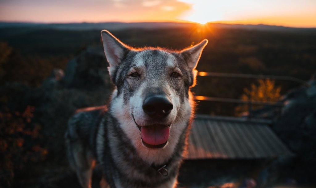 Herbstlicher Campingplatz mit Wohnwagen in Tschechien lädt zum Urlaub mit Hund ein.