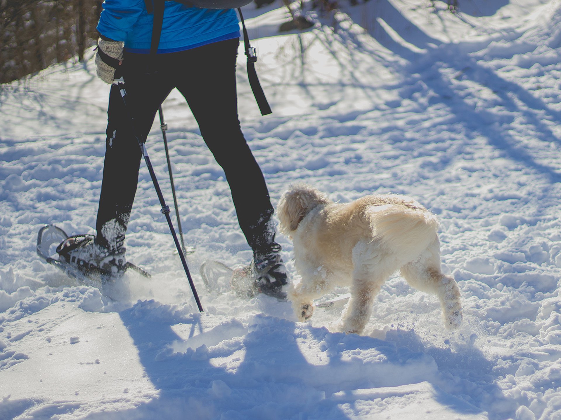 Wintercamping mit Hund Spaziergang