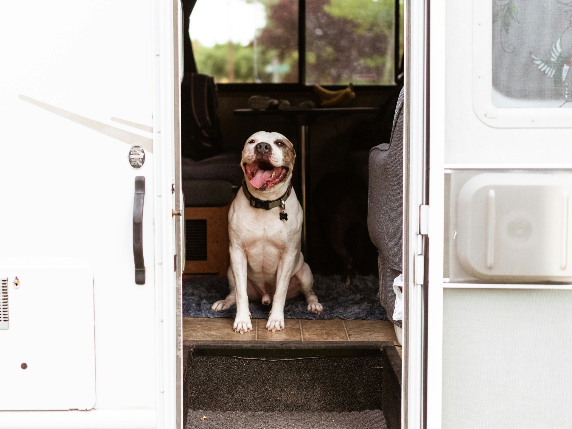 You hired a campervan. Your dog got a holiday.