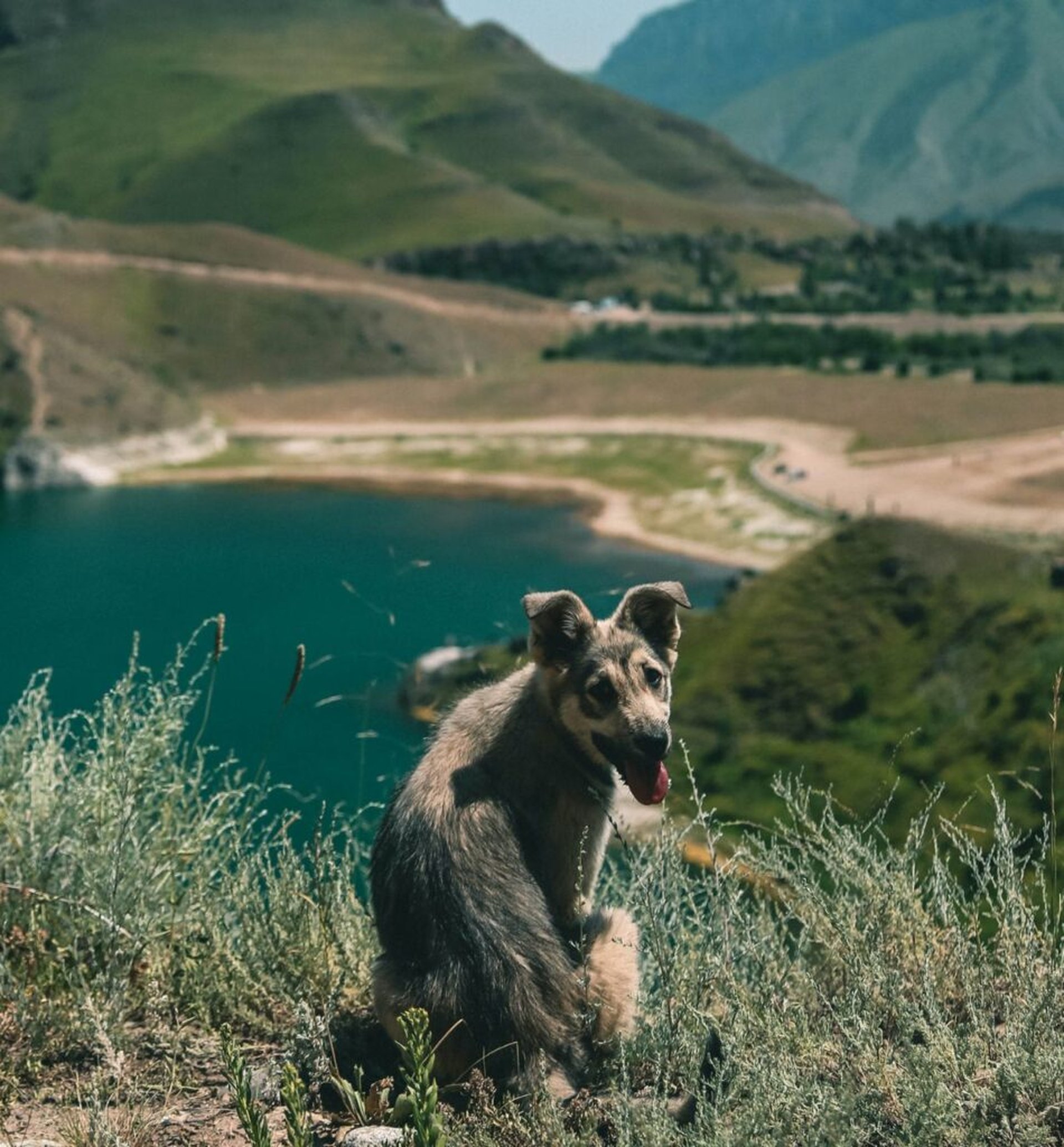 Urlaub mit Hund im Allgäu – die fünf besten Campingplätze