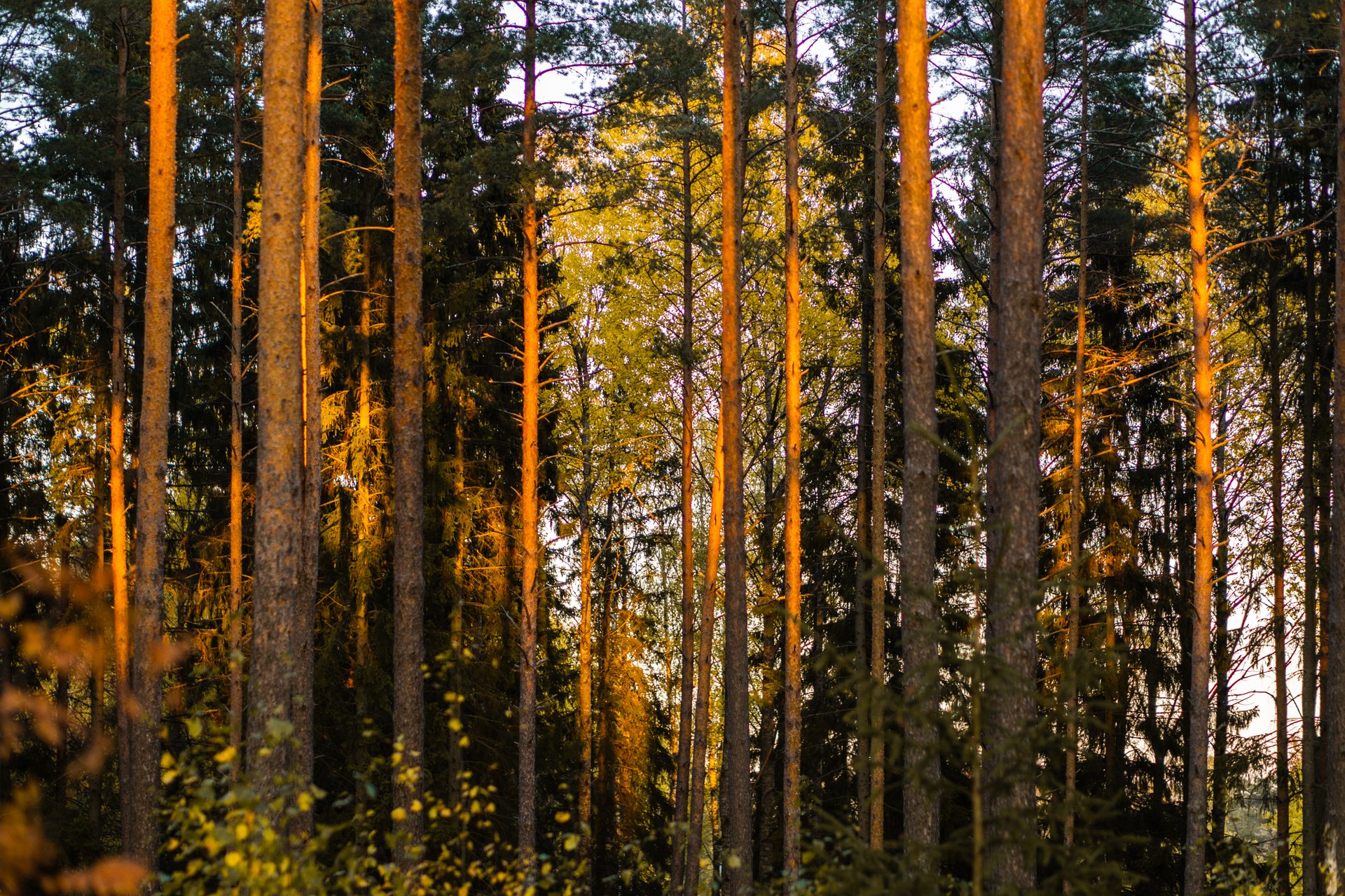 indian summer