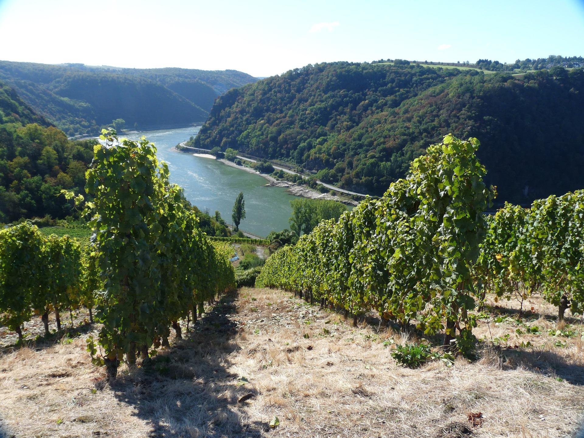 Weinberge am Rhein