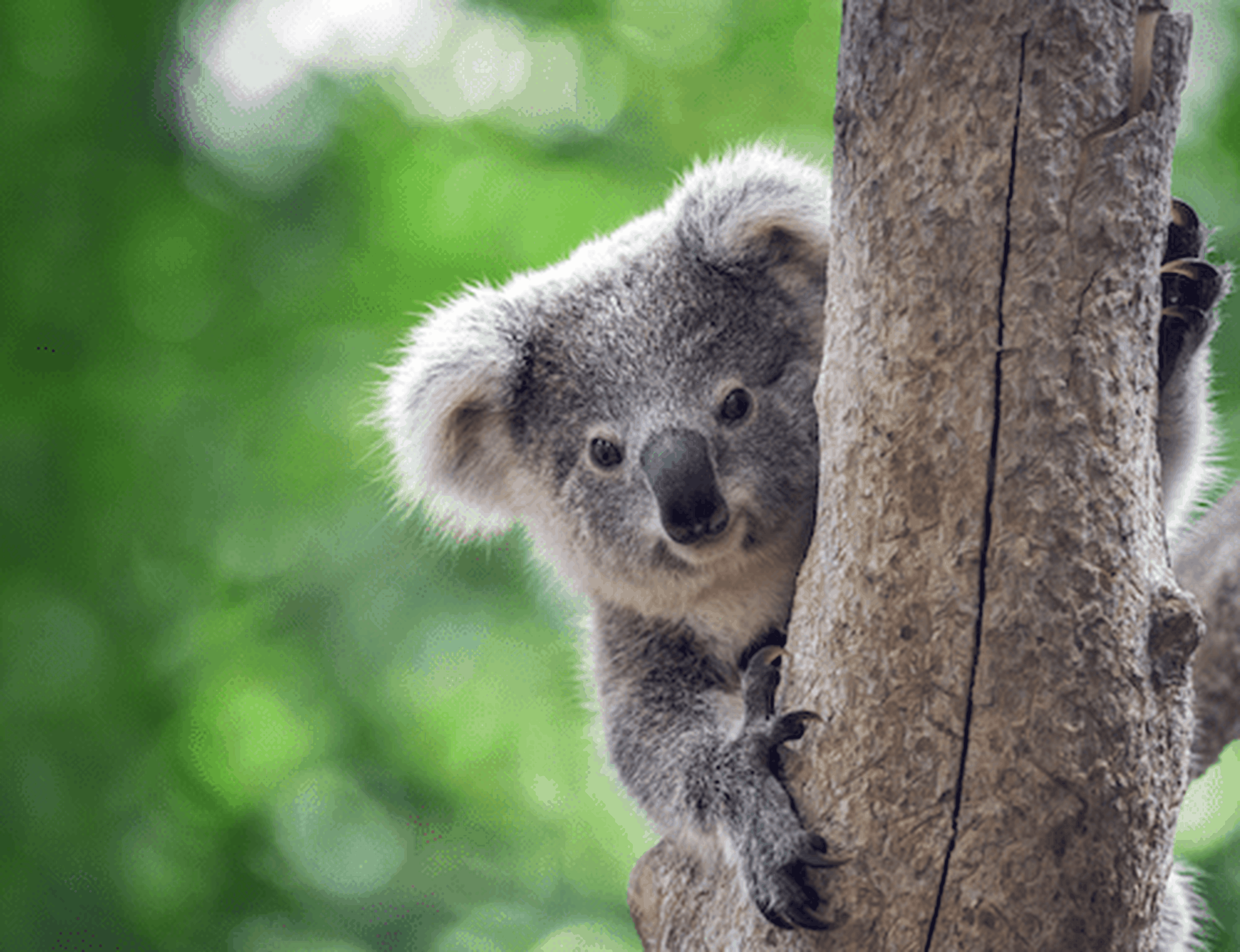 Brisbane