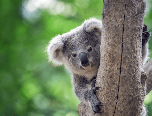 Brisbane