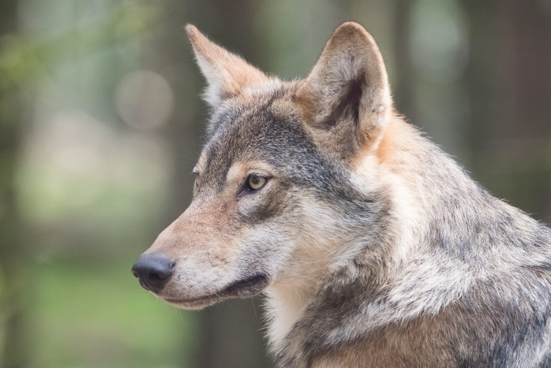 grijze wolf europa