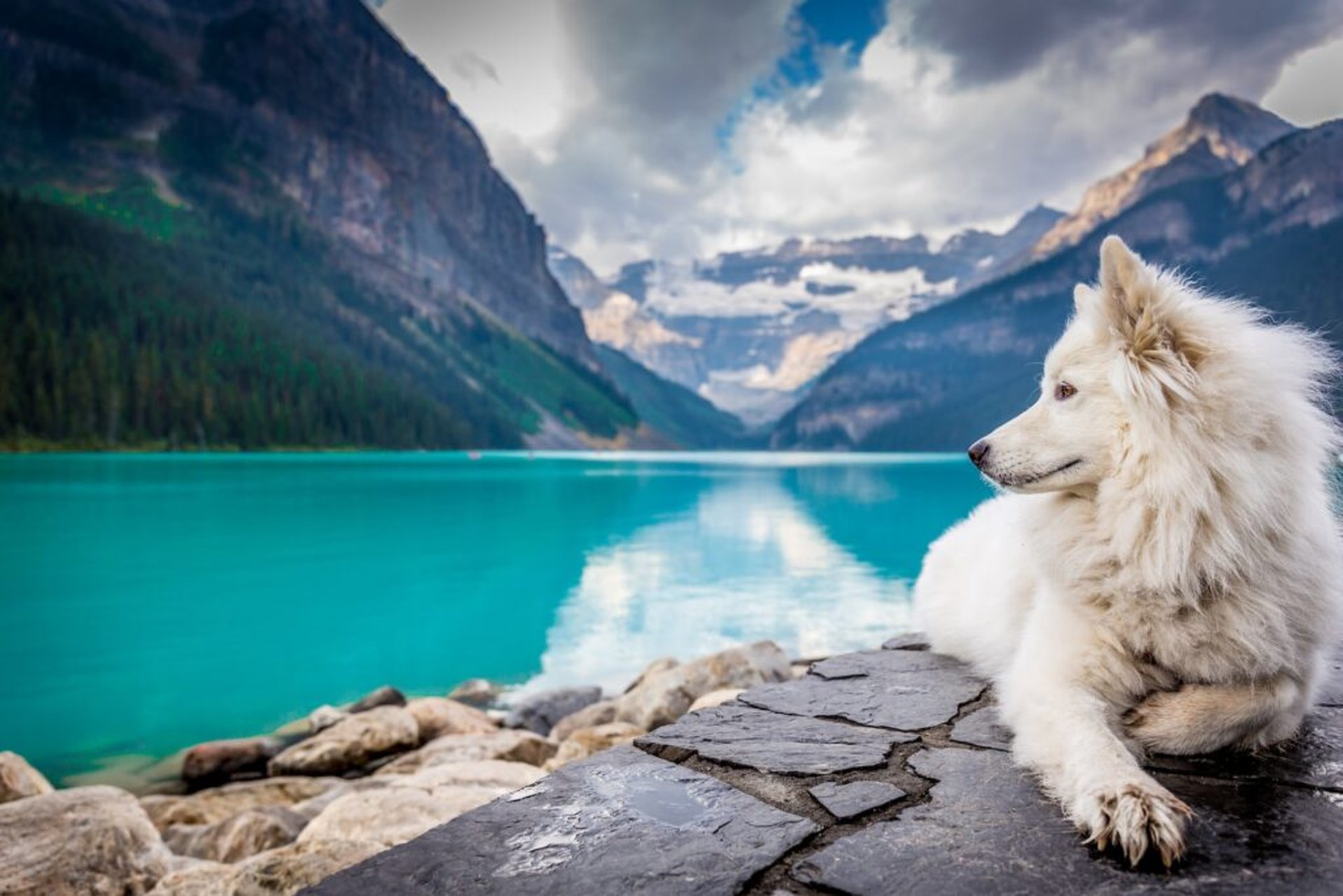 Die besten Stellplätze für Urlaub mit Hund in Österreich