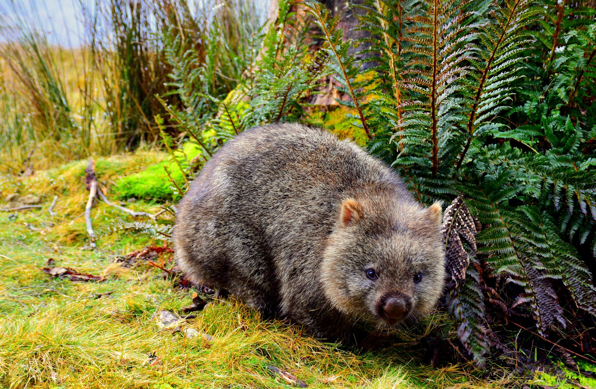A wombat in a lush, green forest setting, surrounded by ferns and grass, looking towards the camera.
