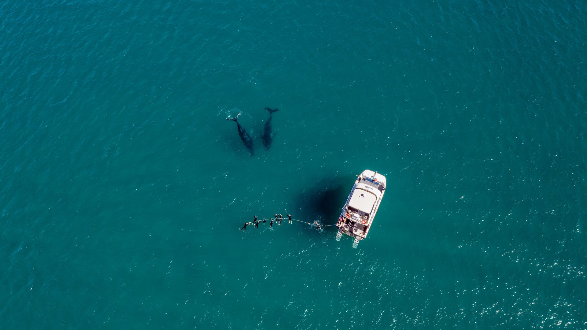 Aerial view of a boat with swimmers on a rope and two whales visible beneath turquoise water.
