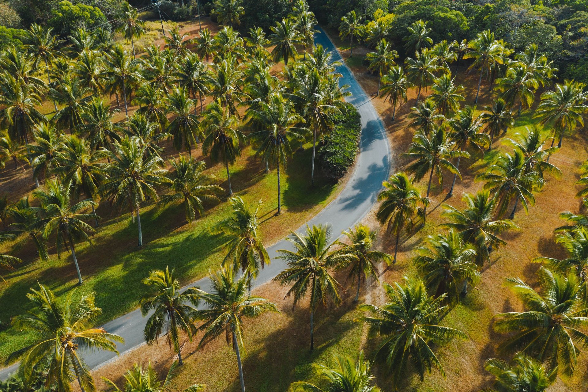 Aerial view of a winding road curving through a sunlit grove of tall palm trees casting long shadows on grassy ground.