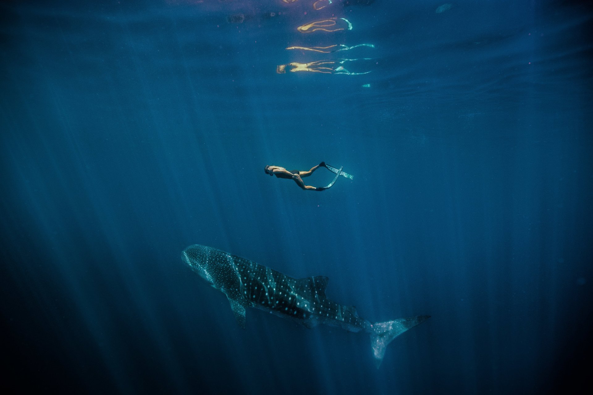 A swimmer in a wetsuit gracefully glides above a large whale shark in deep blue ocean waters, with sunlight streaming down from the surface.