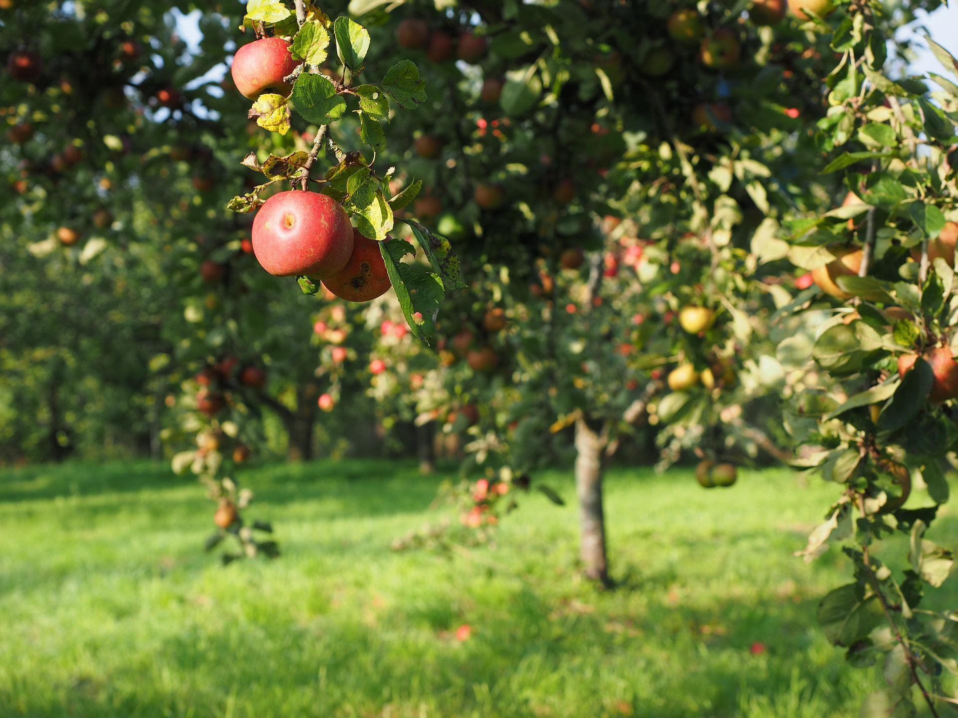 Camping im Obstgarten und in der Nähe vom Schaalsee