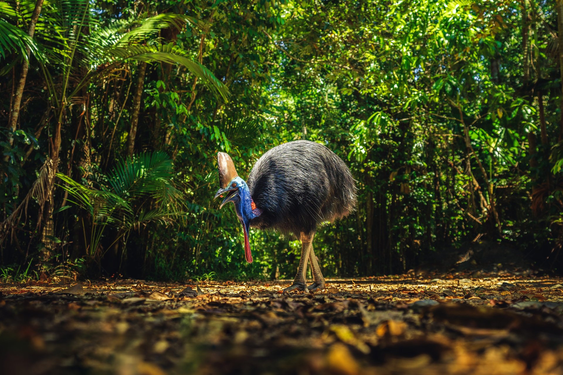 Southern cassowary with casque and bright blue-red neck walking on forest floor amid dense tropical vegetation