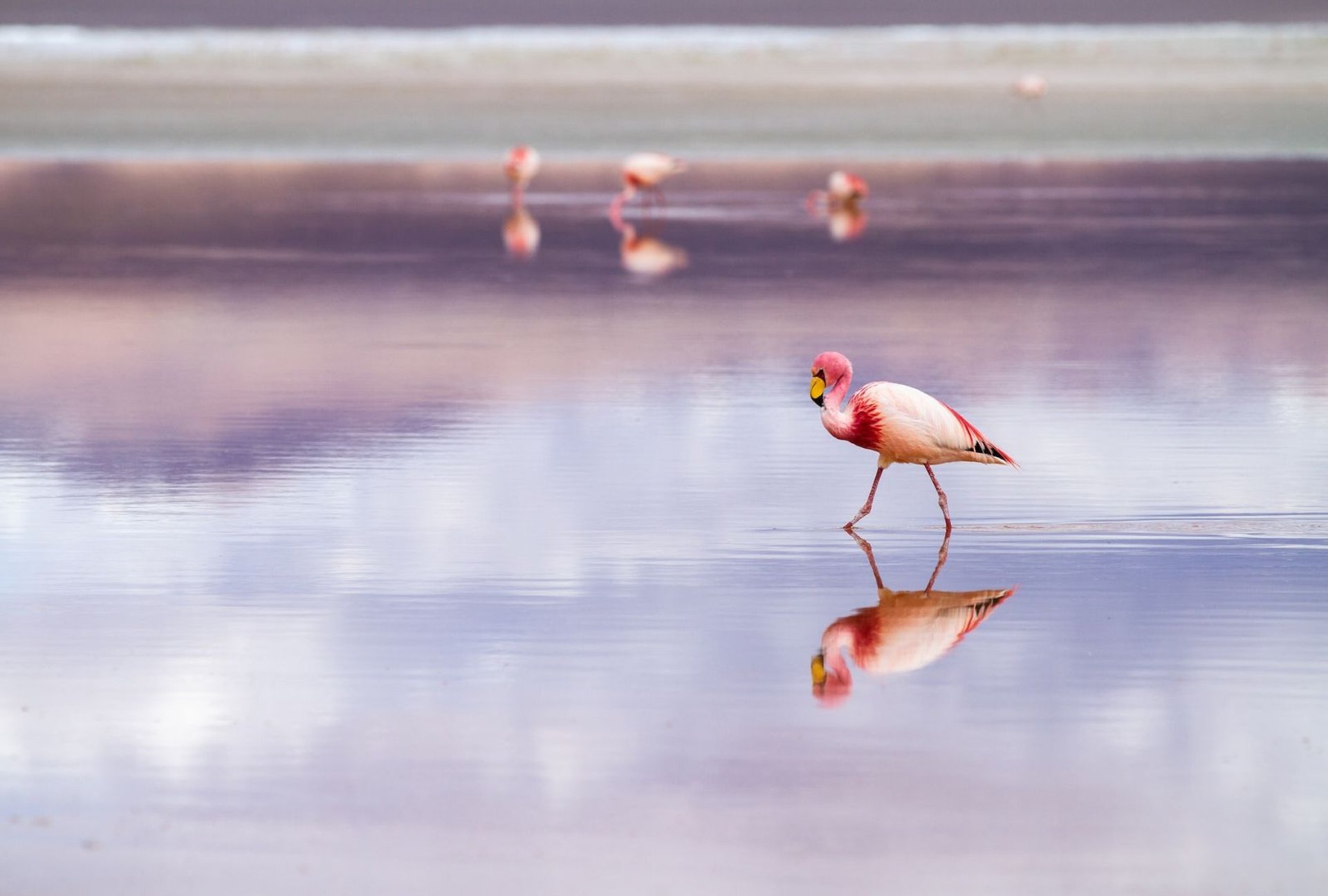 Flamingos in Saintes Maries de la Mer