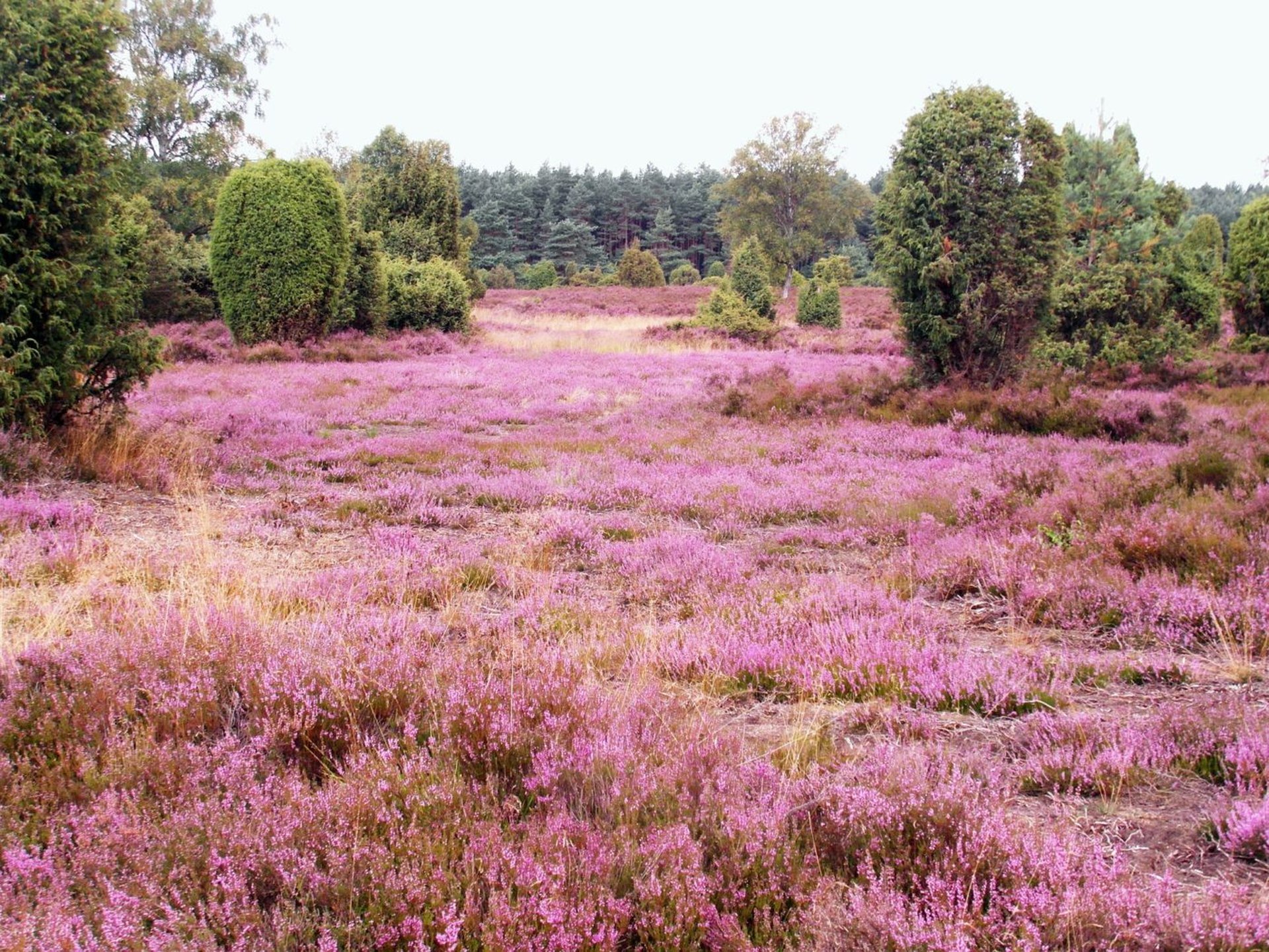 In der Lüneburger Heide gibt es viel Lavendel