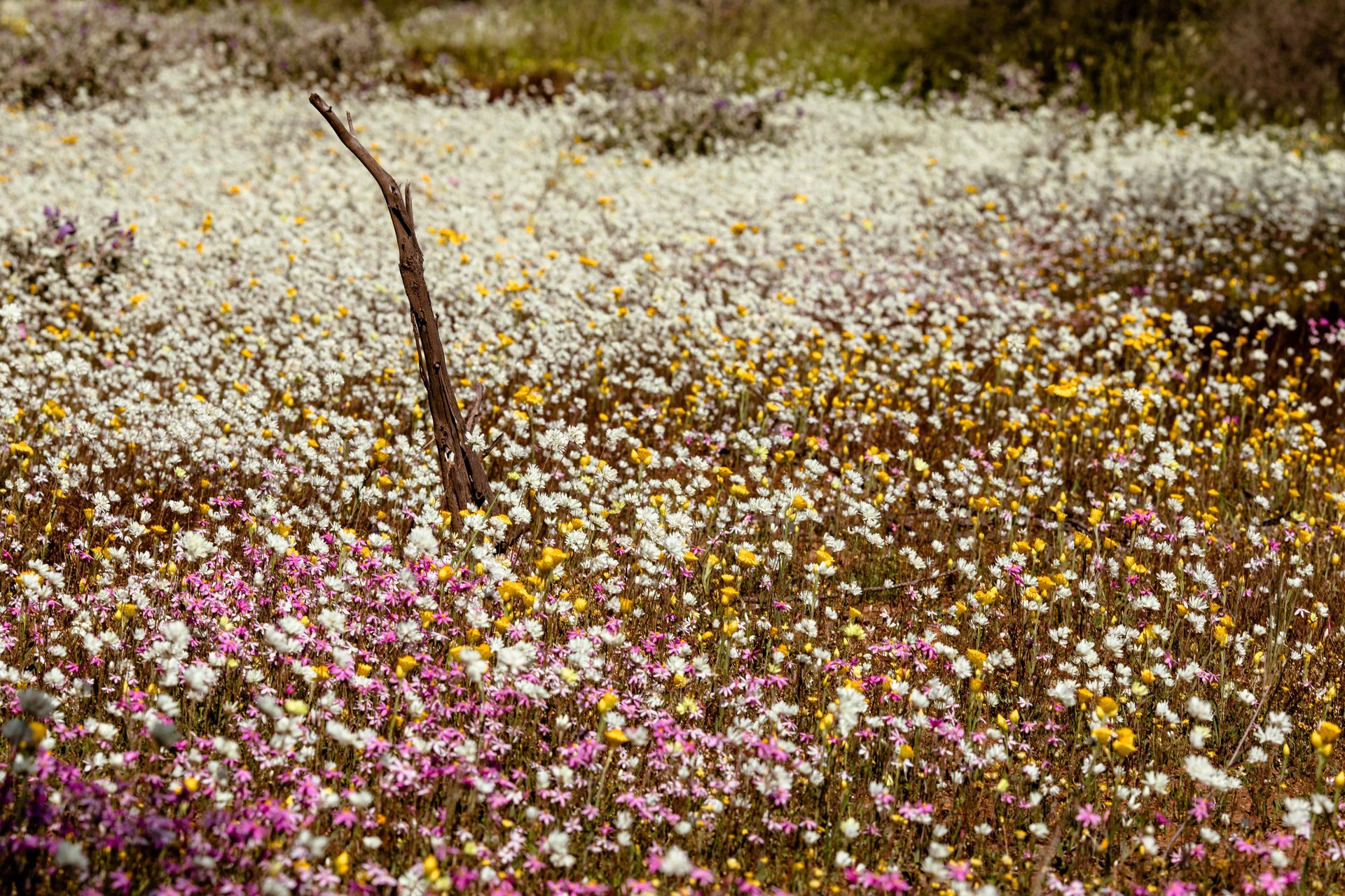 Dense field of white, pink and yellow wildflowers with a single weathered stick standing upright.