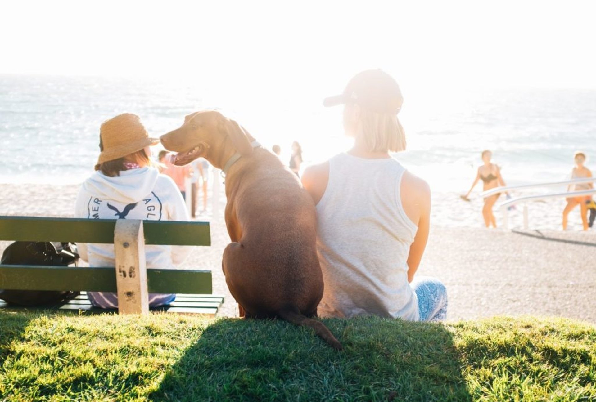 Op strandvakantie met de hond – het grote avontuur wacht!