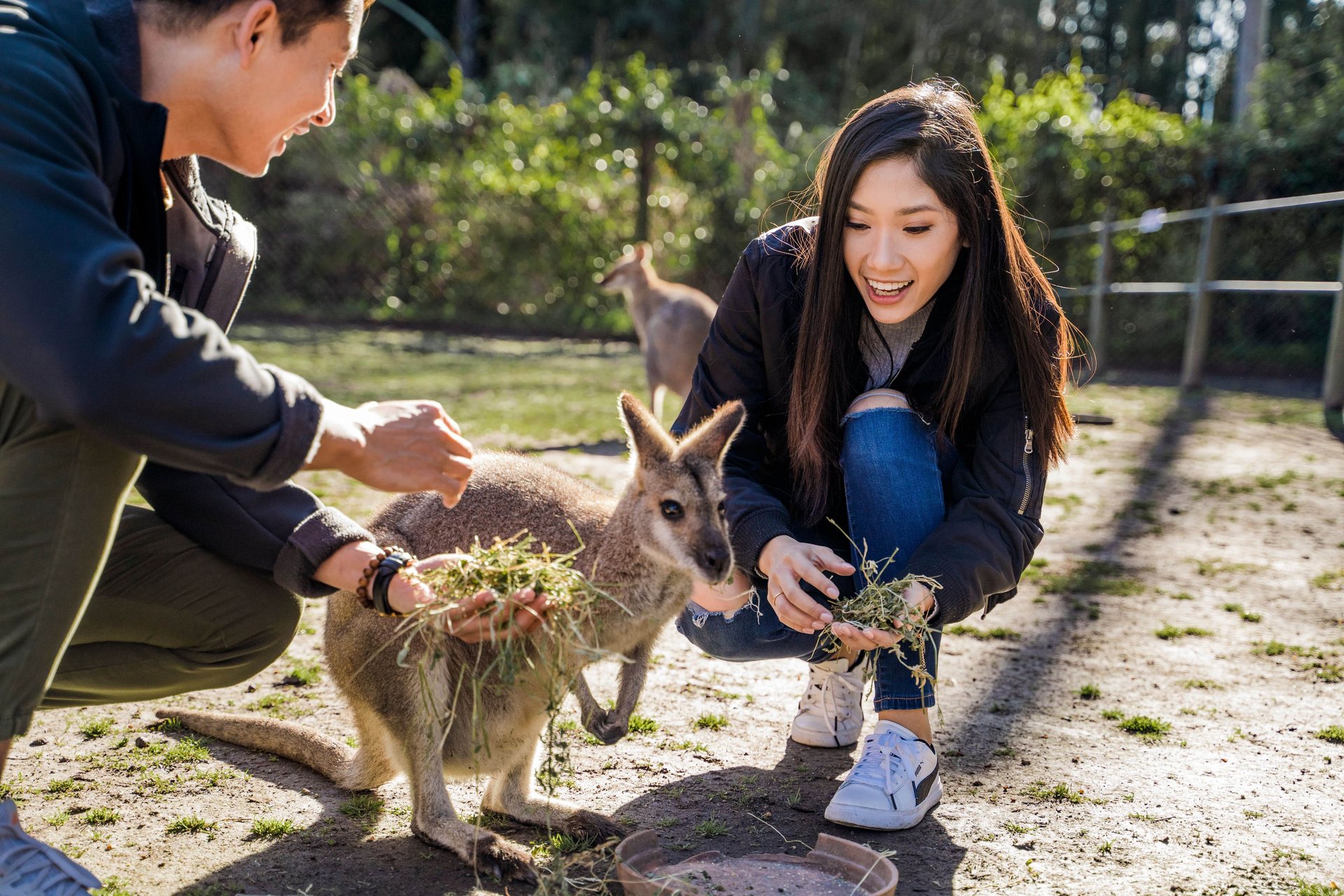 Two people crouch and feed a small kangaroo grass in a sunlit outdoor enclosure, smiling.