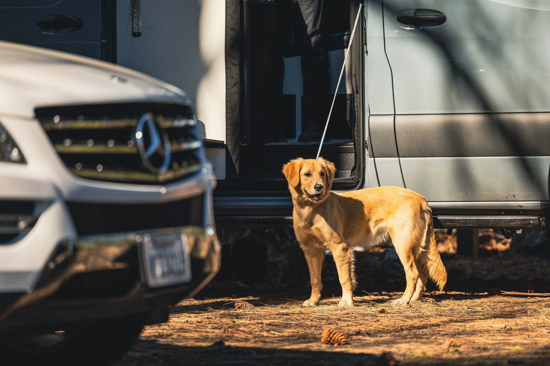 You shouldn’t have to choose between a getaway and your dog
