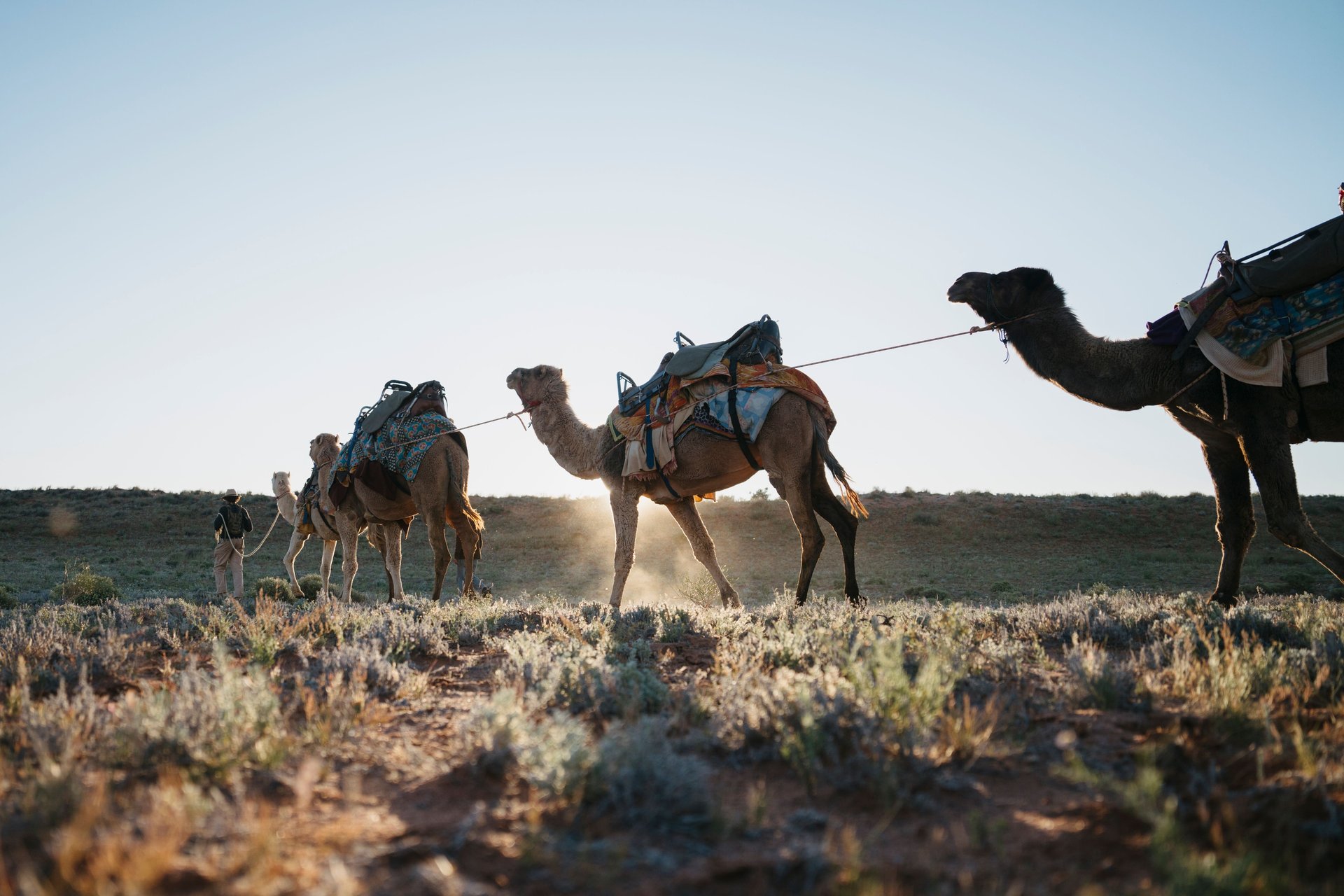 A line of camels carrying packs walks through a desert landscape at sunset, with a person leading them. Dust rises from the ground.