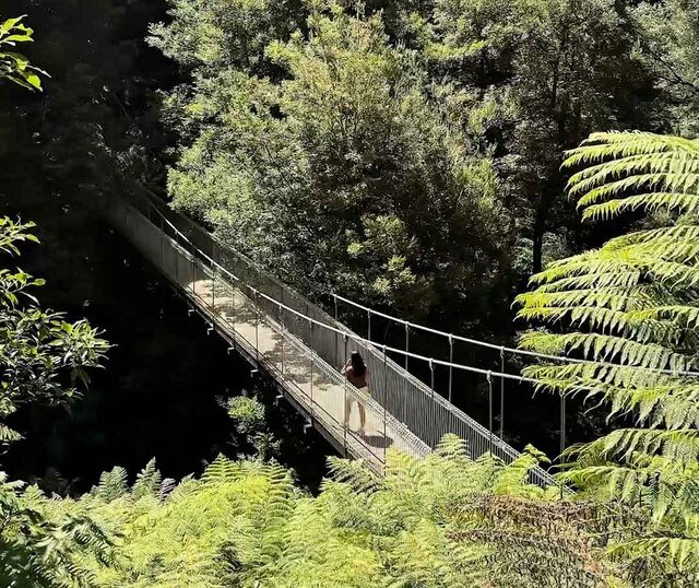 A suspension bridge in a forest