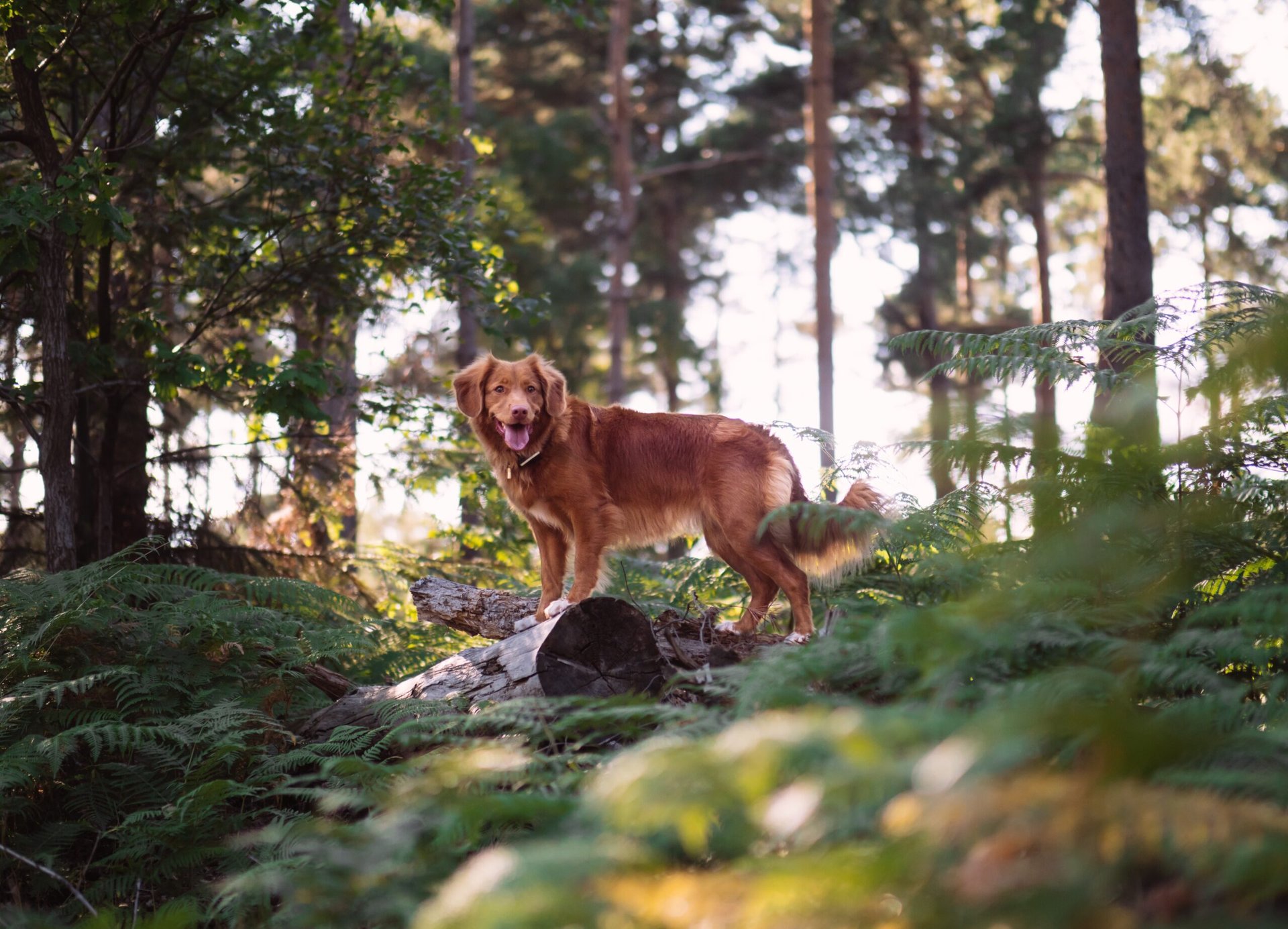 Urlaub mit Hund Schwarzwald  die sieben besten Campingpltze