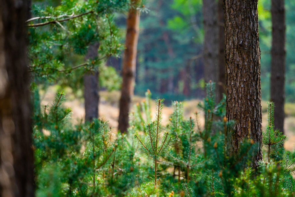 Wohnmobil am See, Campingplatzidylle in NRW: Dein Kurzurlaub wartet!