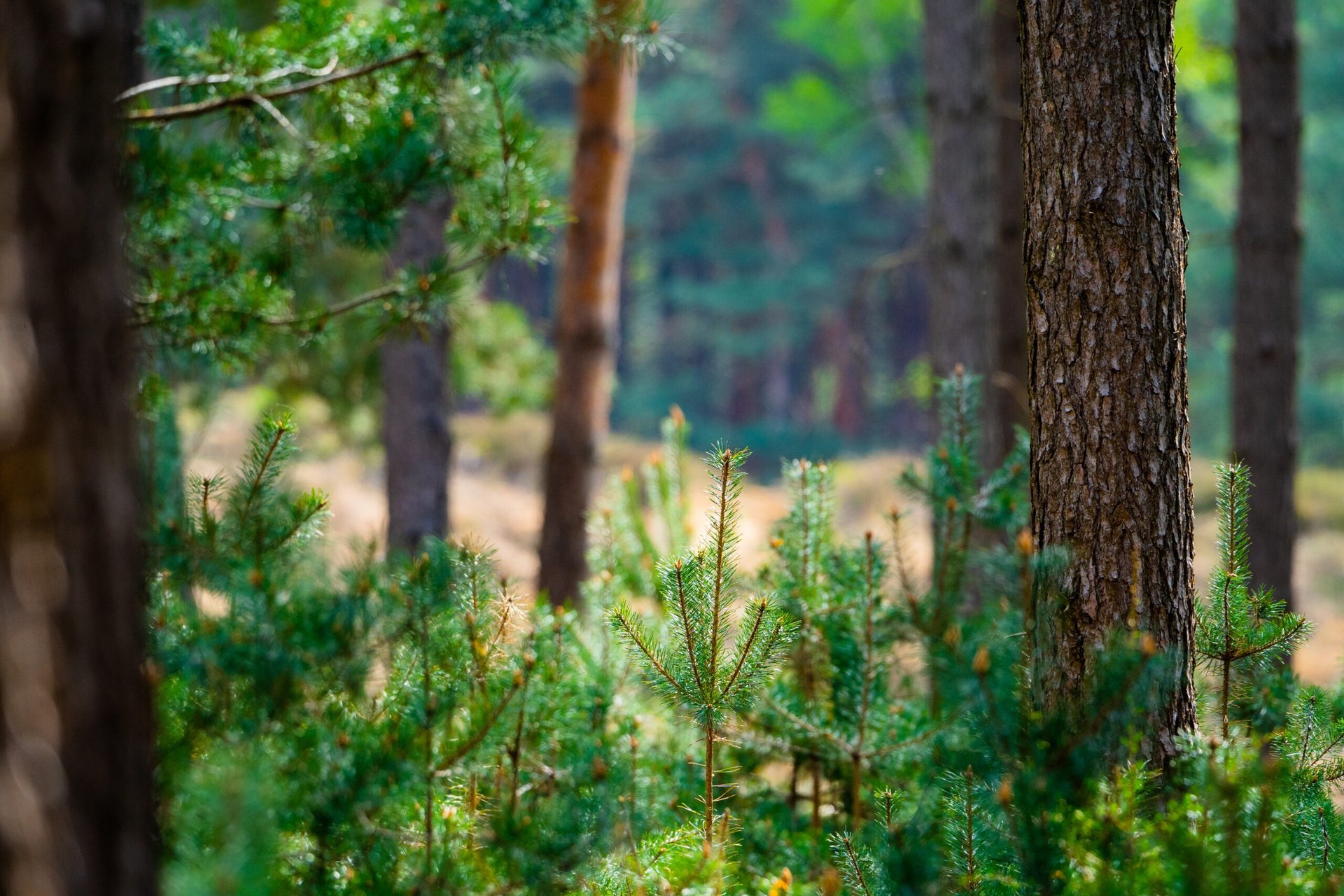 Wohnmobil am See, Campingplatzidylle in NRW: Dein Kurzurlaub wartet!