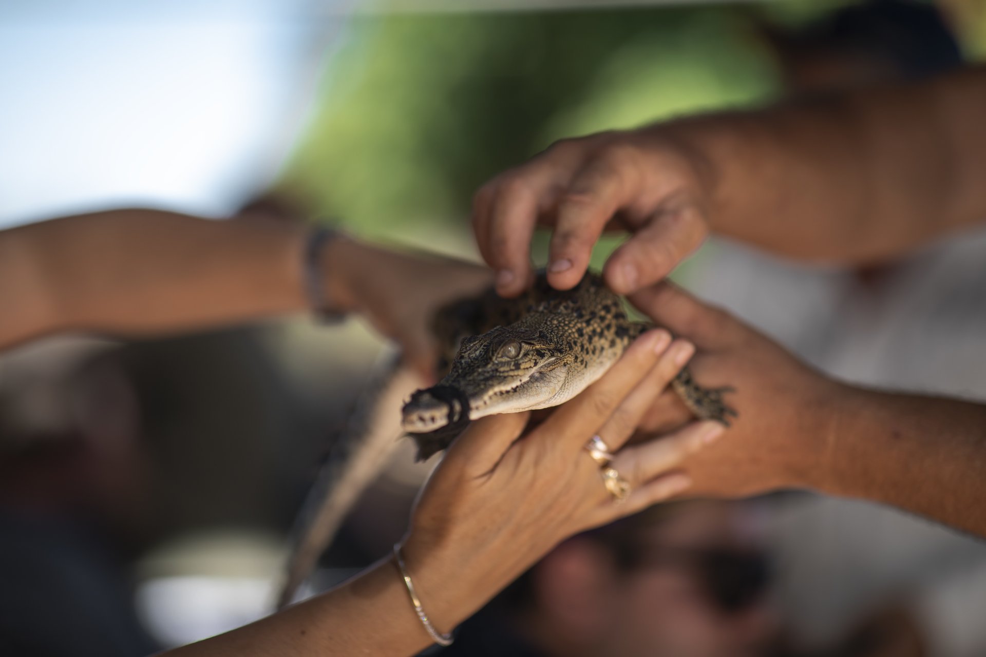 Several hands gently holding a small crocodile while its snout is secured with a band.