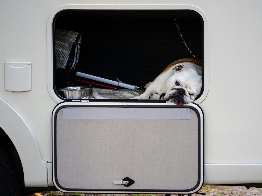 The Ultimate Guide to Dog-Friendly Campervan Hire in the UK