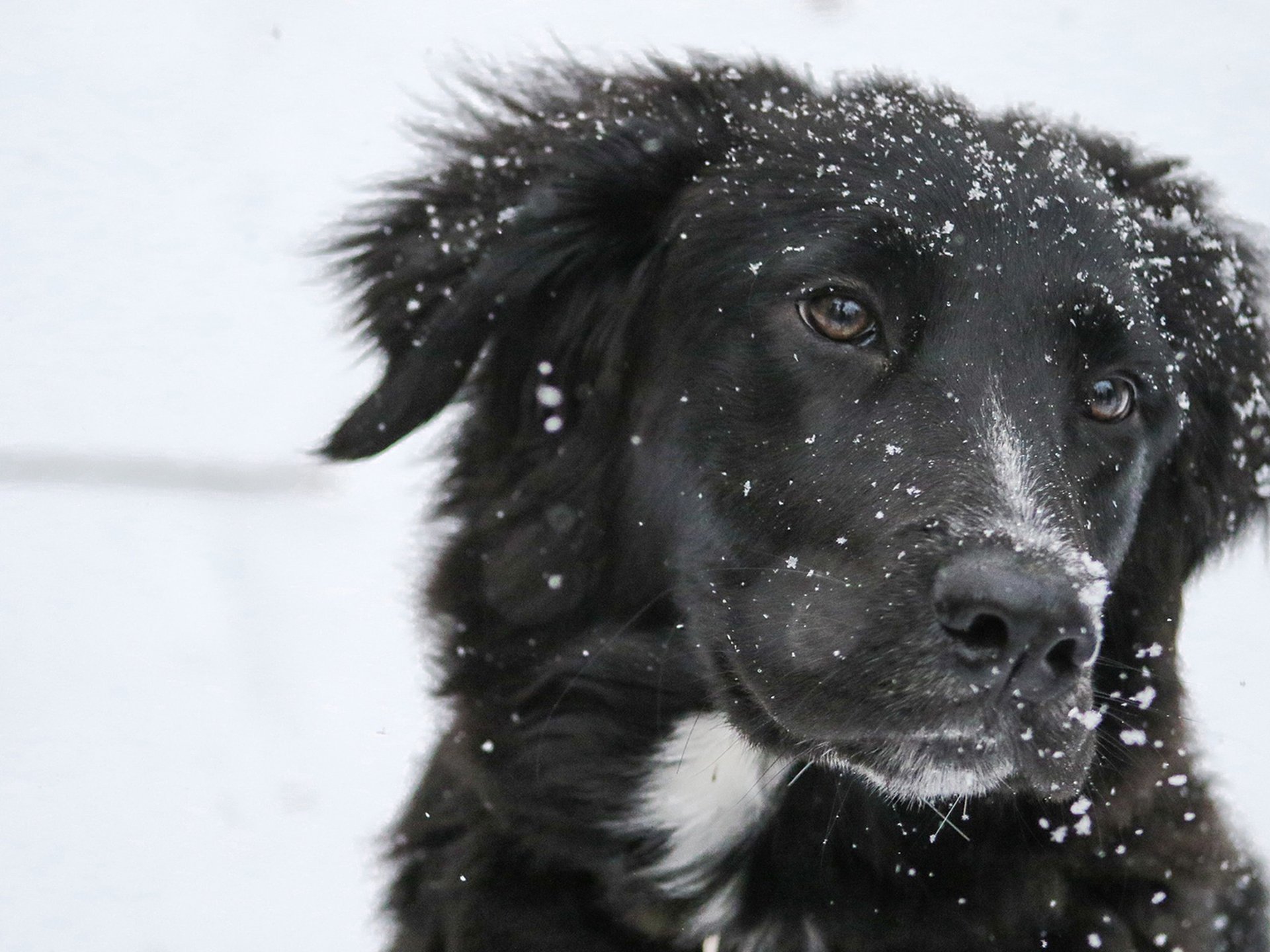 Wintercamping mit Hund im Schnee schwarzer Hund