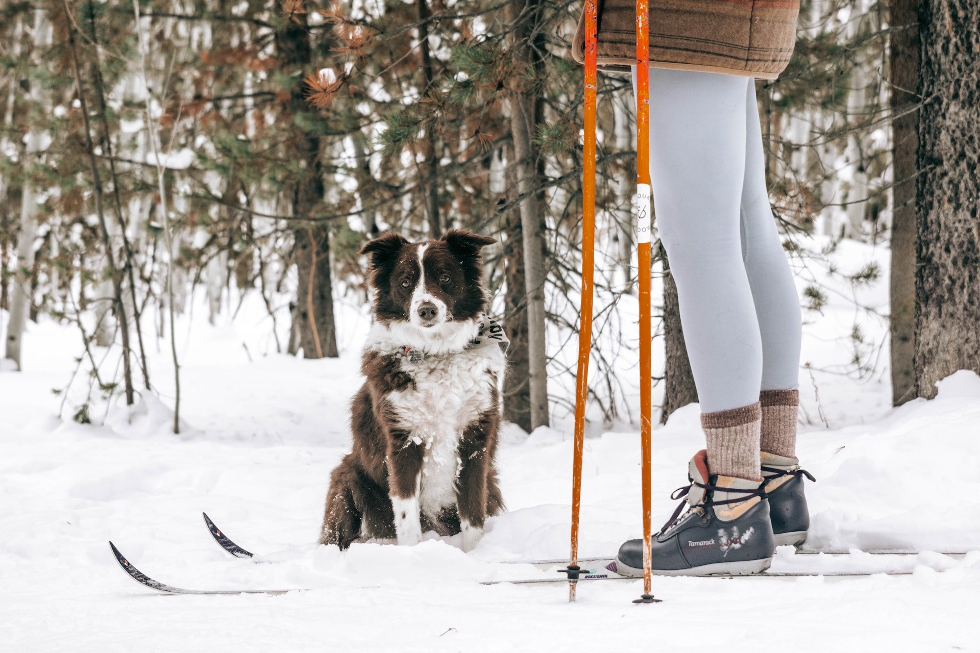 Winterlicher Campingplatz in Bayern: Du und dein Hund genießt die Winterlandschaft am Wohnwagen.