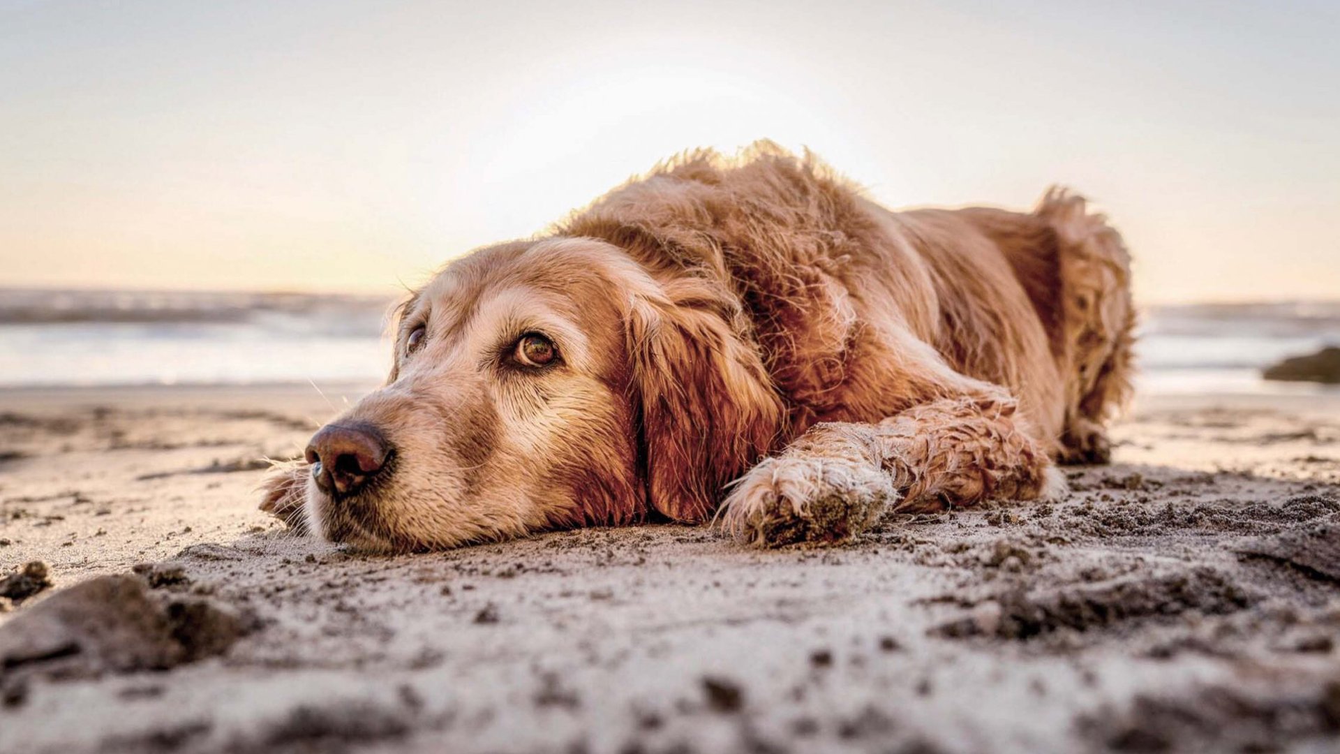 Camper header: Vakantie met hond in de camper
