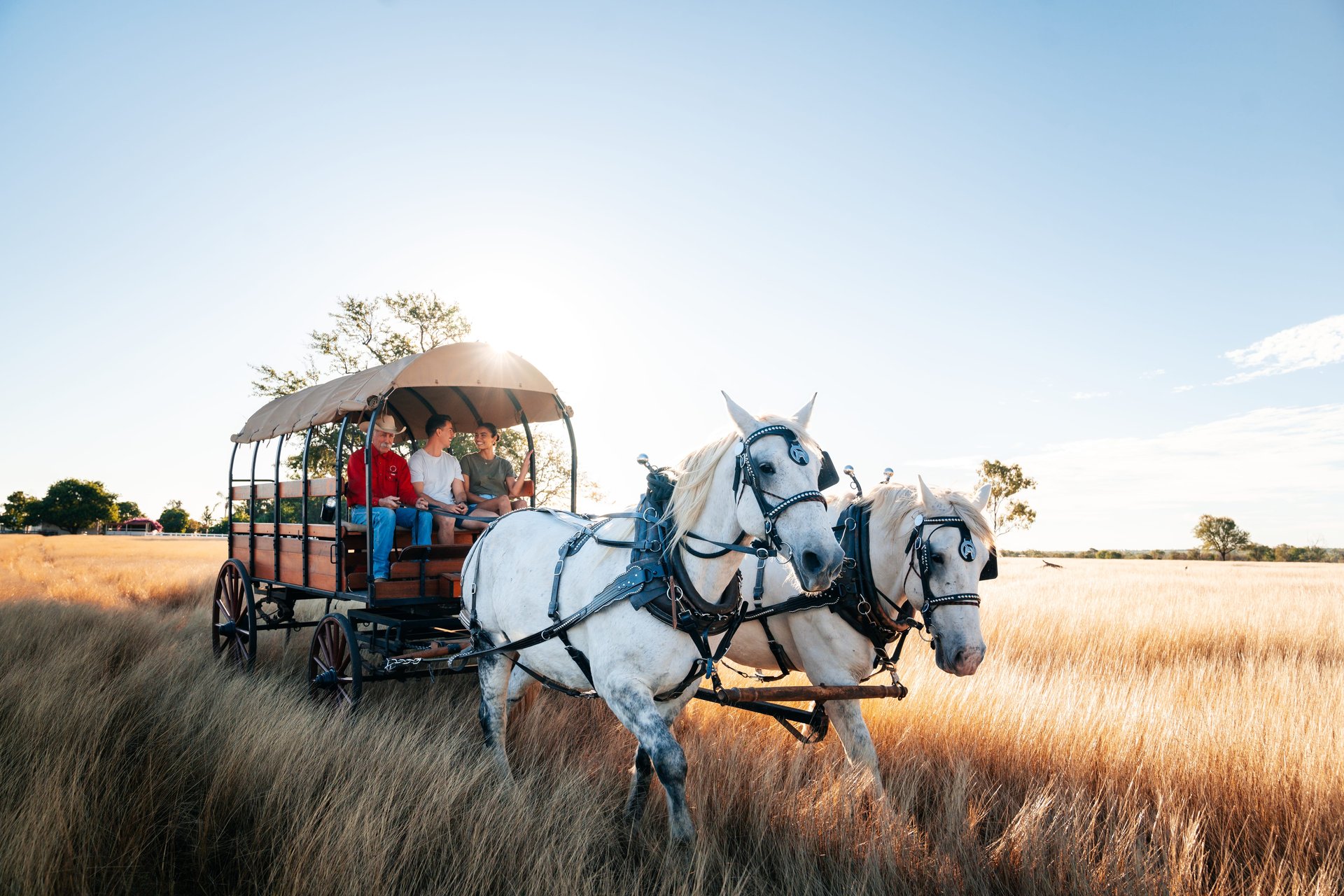 Two white horses pull a covered wooden wagon with three passengers through sunlit golden grass.
